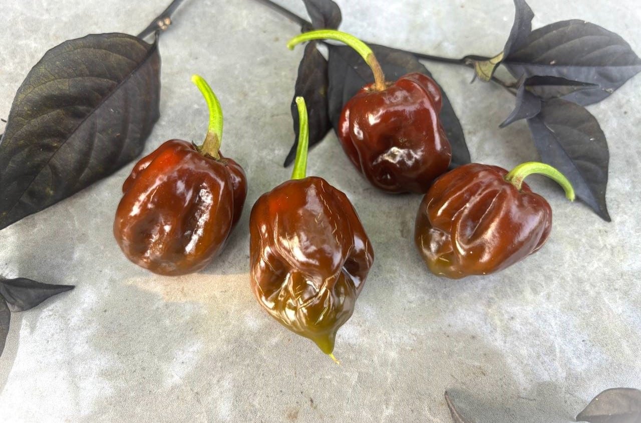 Köp Black Stinger - Chilifrön online hos Svenska Frön Black Stinger - Svenskodlade chilifrön från Svenska Frön