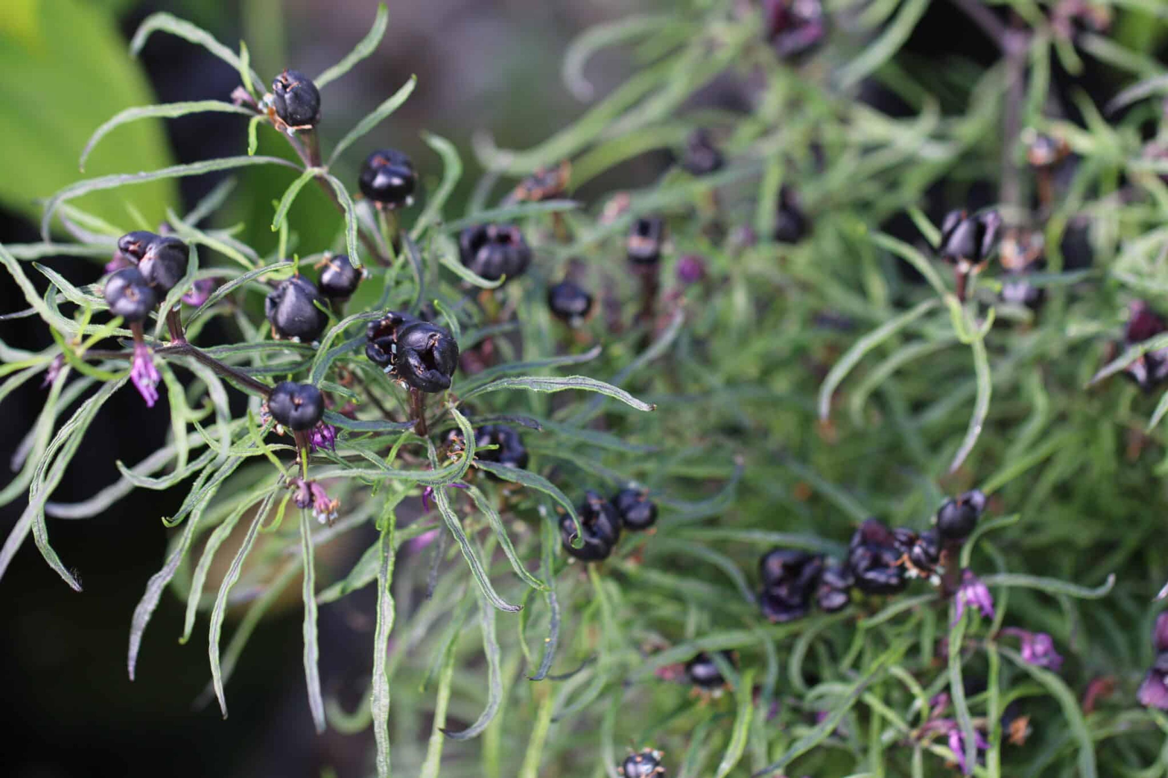 Mattapeno x Mutant miniatyrbild 3