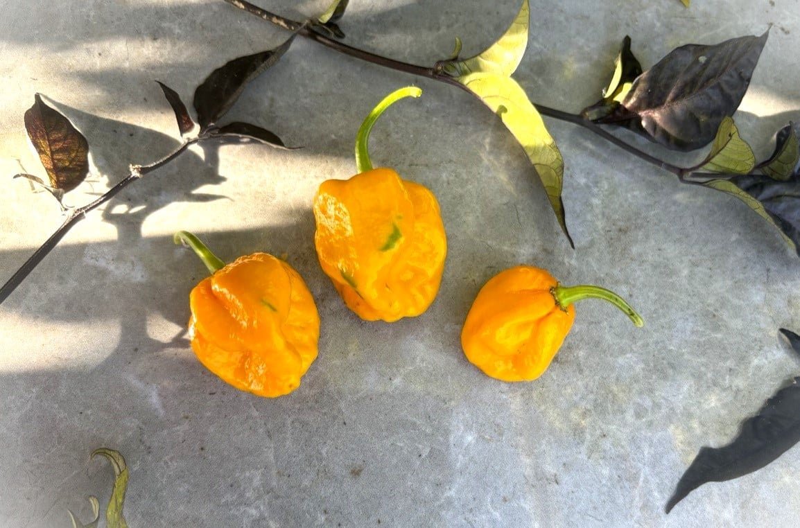 Köp Trinidad Scorpion Moruga Yellow - Chilifrön online hos Svenska Frön Trinidad Scorpion Moruga Yellow - Svenskodlade chilifrön frÄn Svenska Frön
