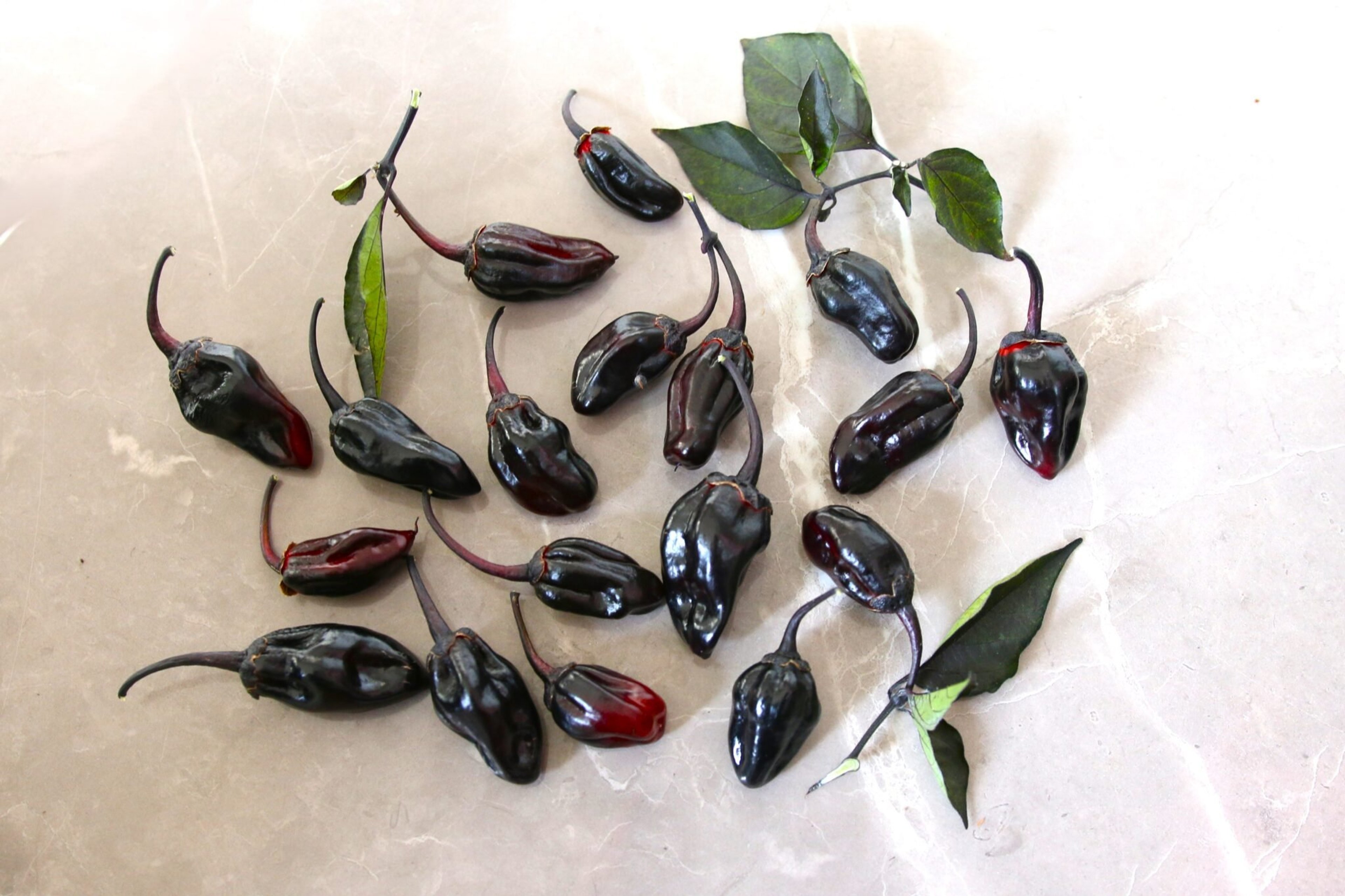 BBG7 MAMP Purple - Svenskodlade chilifrön från Svenska Frön