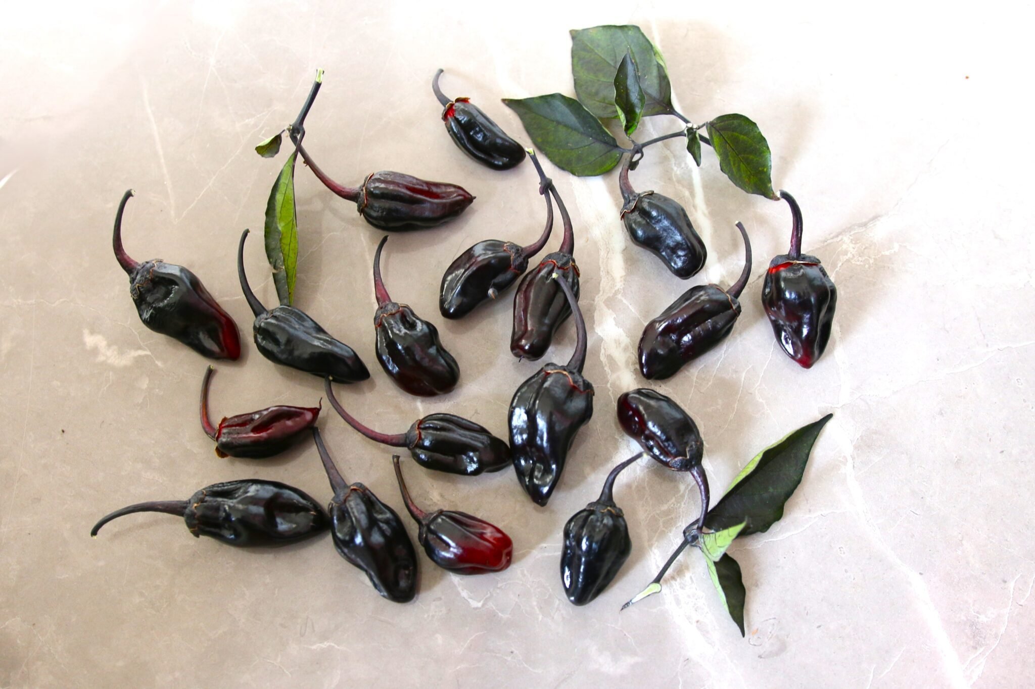 Köp BBG7 MAMP Purple - Chilifrön online hos Svenska Frön BBG7 MAMP Purple - Svenskodlade chilifrön från Svenska Frön