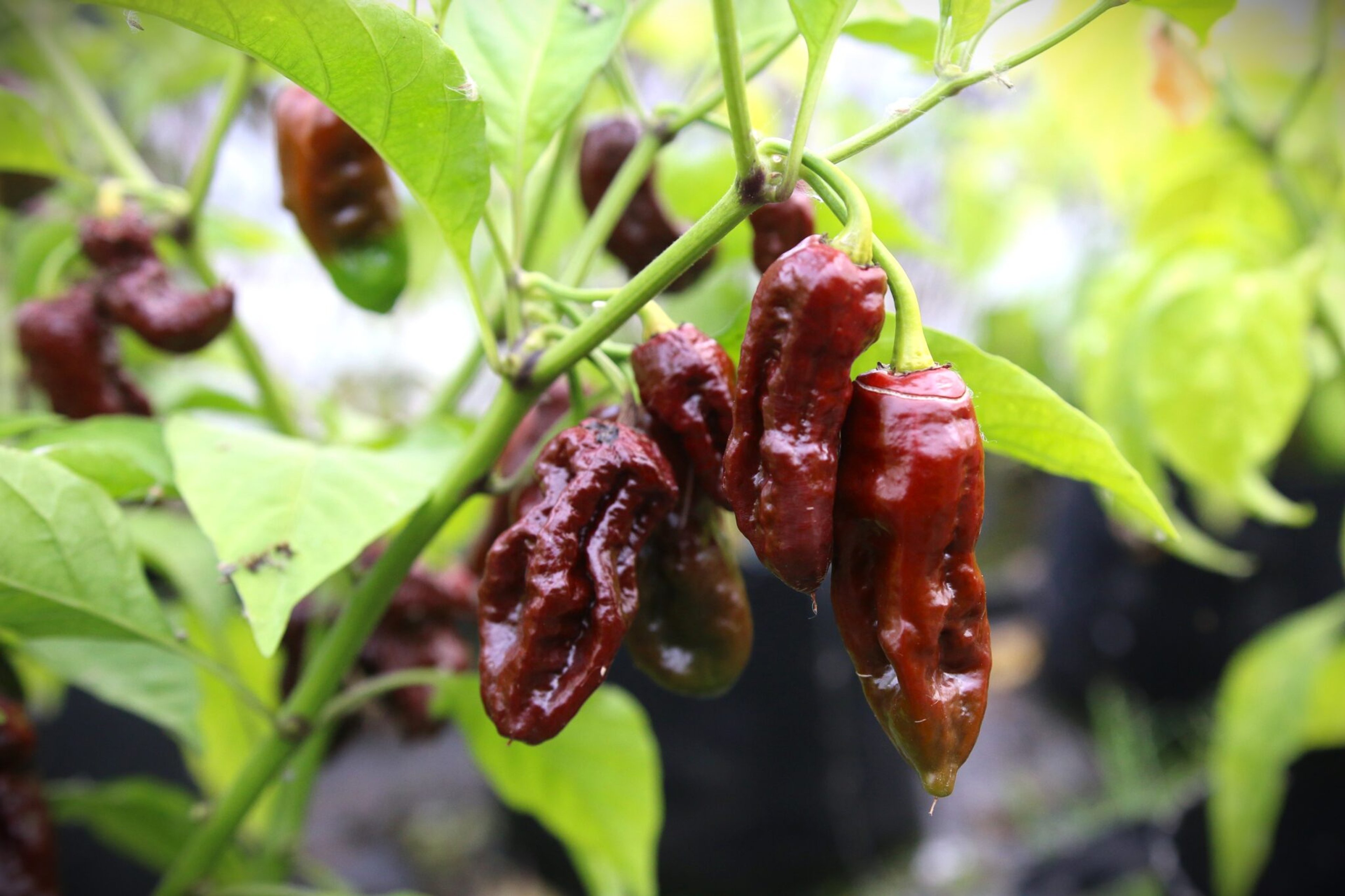 Bhut Jolokia Chocolate - Svenskodlade chilifrön från Svenska Frön