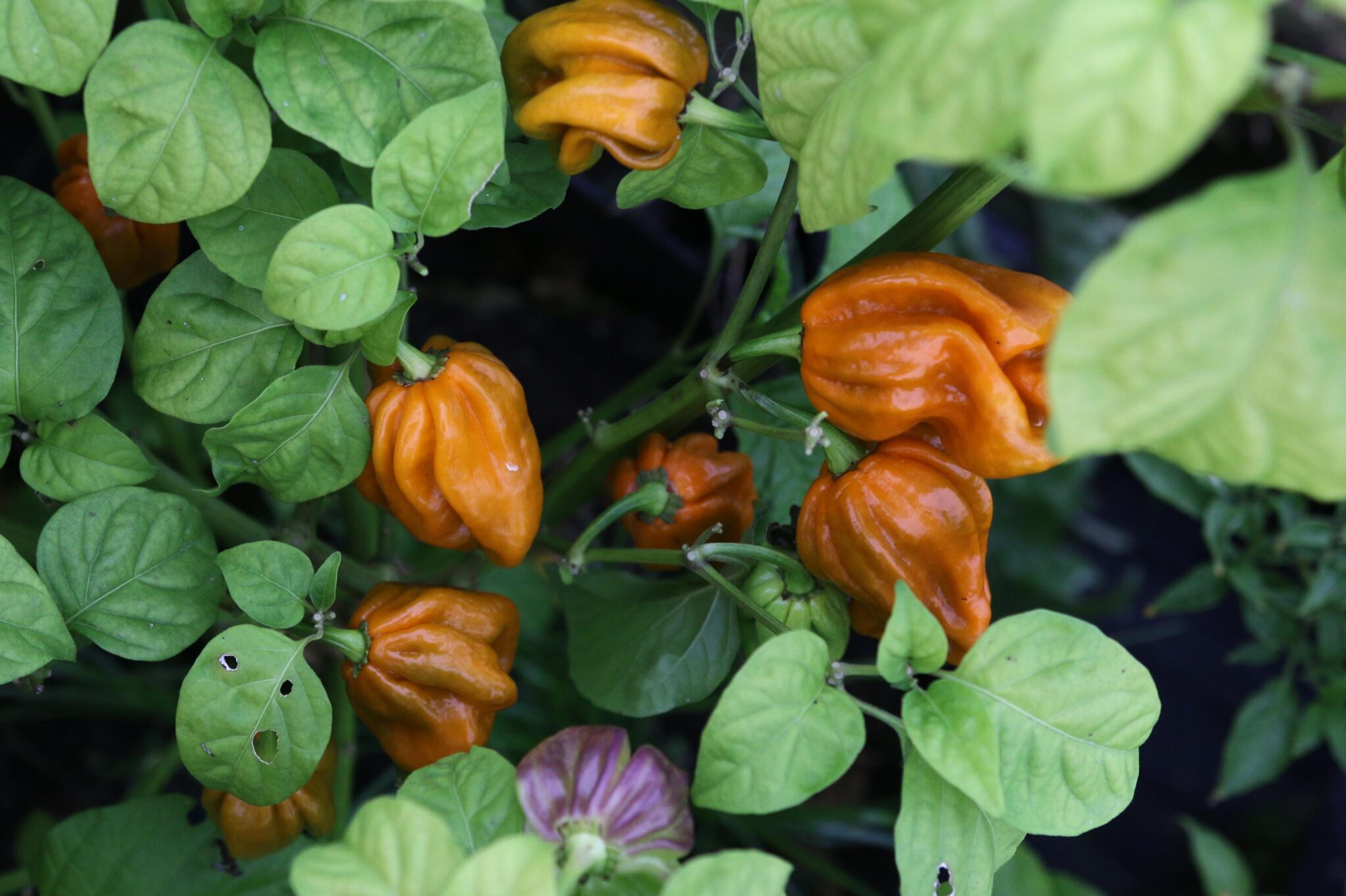 Habanero Mustard miniatyrbild 2