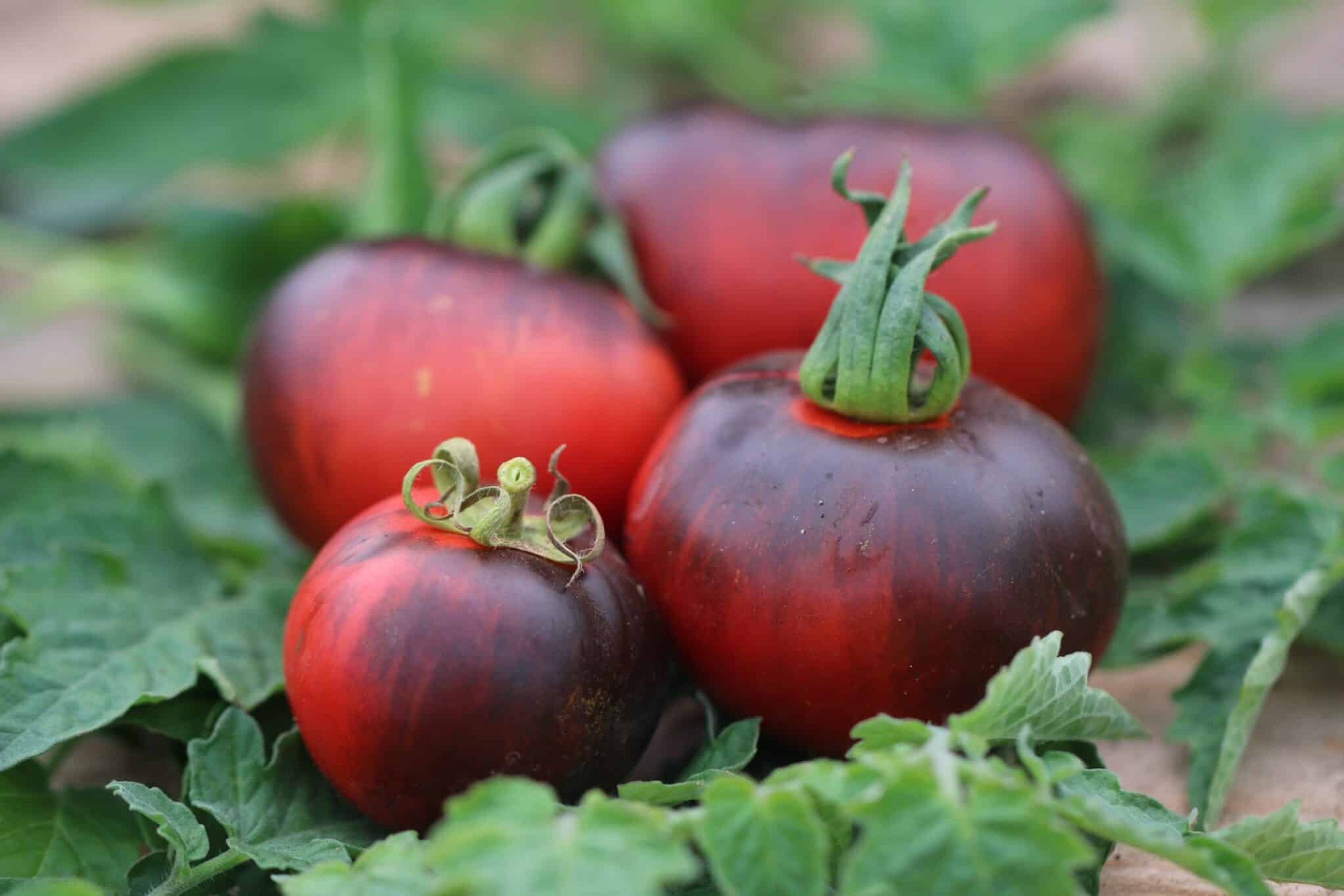 Indigo Apple - Svenskodlade tomatfrön från Svenska Frön