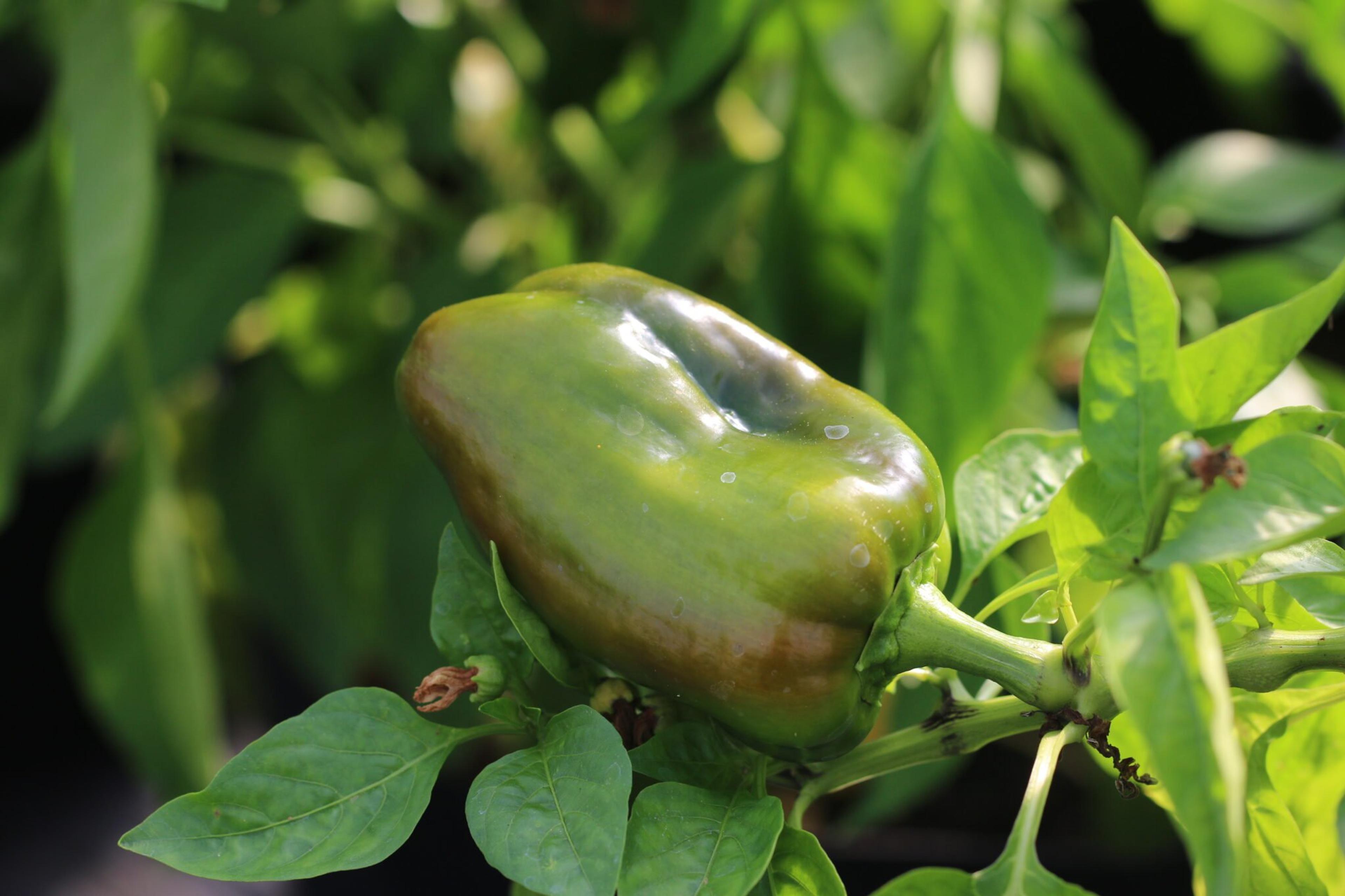 King of the North miniatyrbild 3