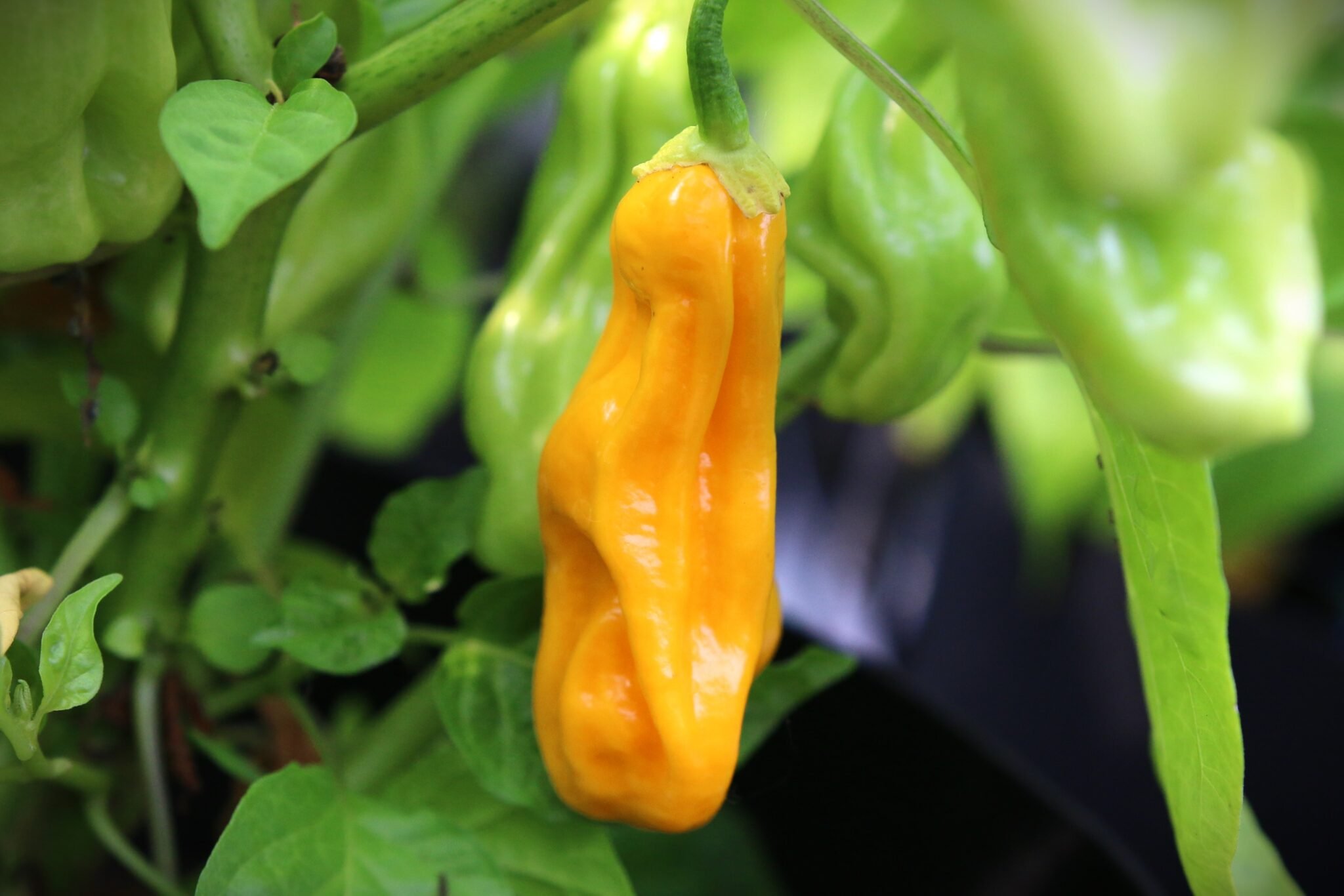 Köp Goronong - Chilifrön online hos Svenska Frön Goronong - Svenskodlade chilifrön från Svenska Frön