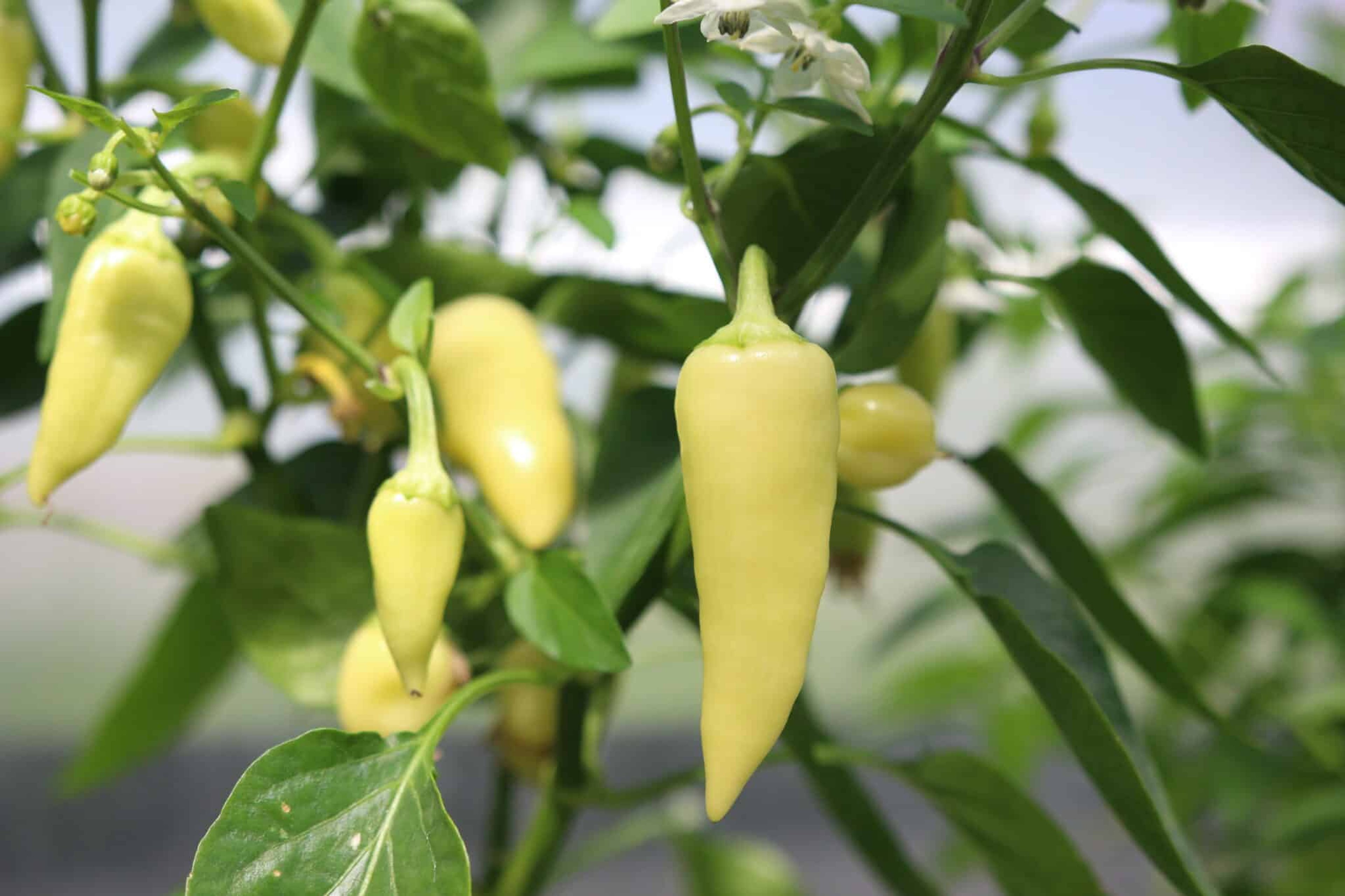 Santa Fe Grande - Svenskodlade chilifrön från Svenska Frön