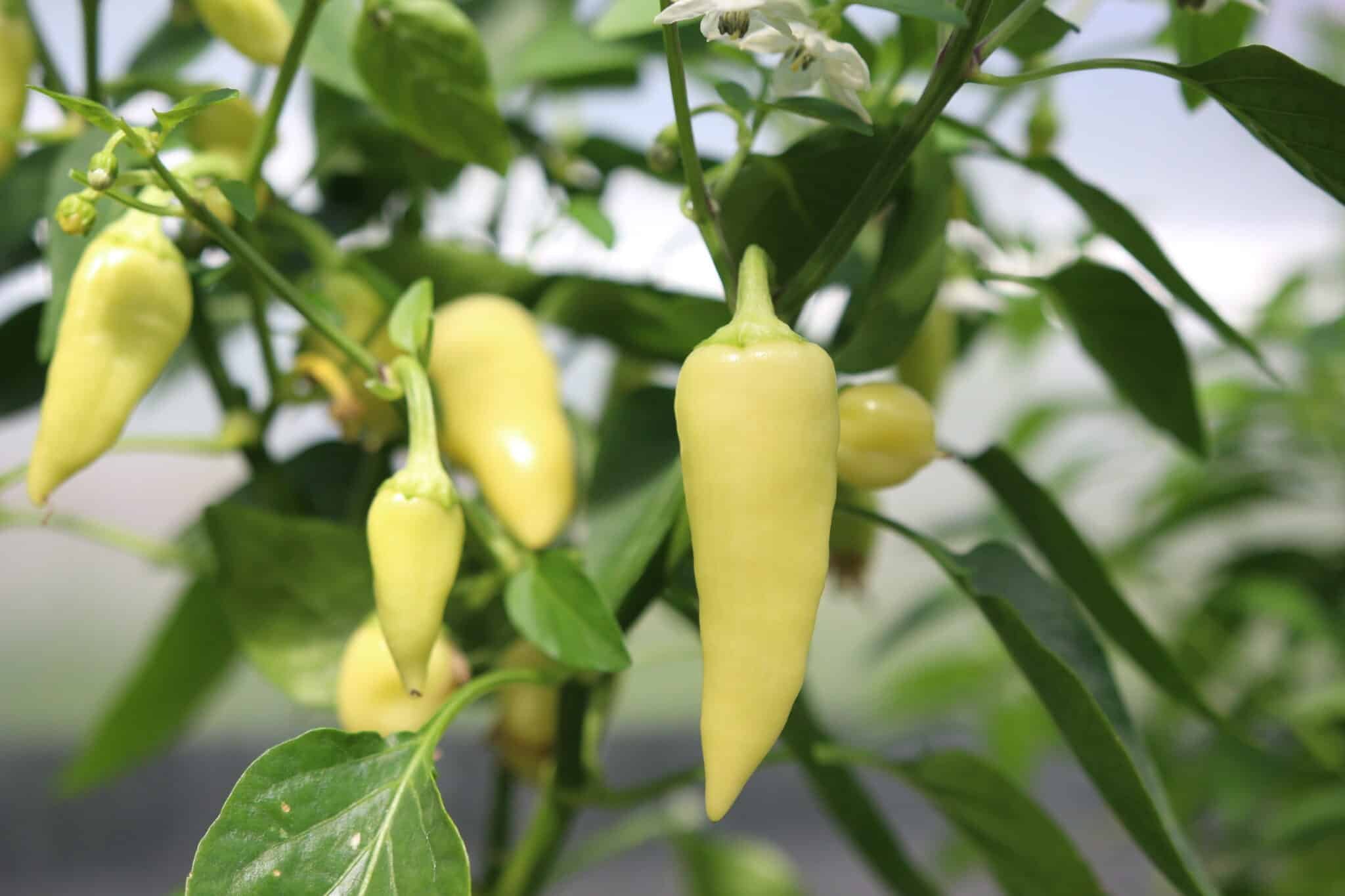 Köp Santa Fe Grande - Chilifrön online hos Svenska Frön Santa Fe Grande - Svenskodlade chilifrön från Svenska Frön