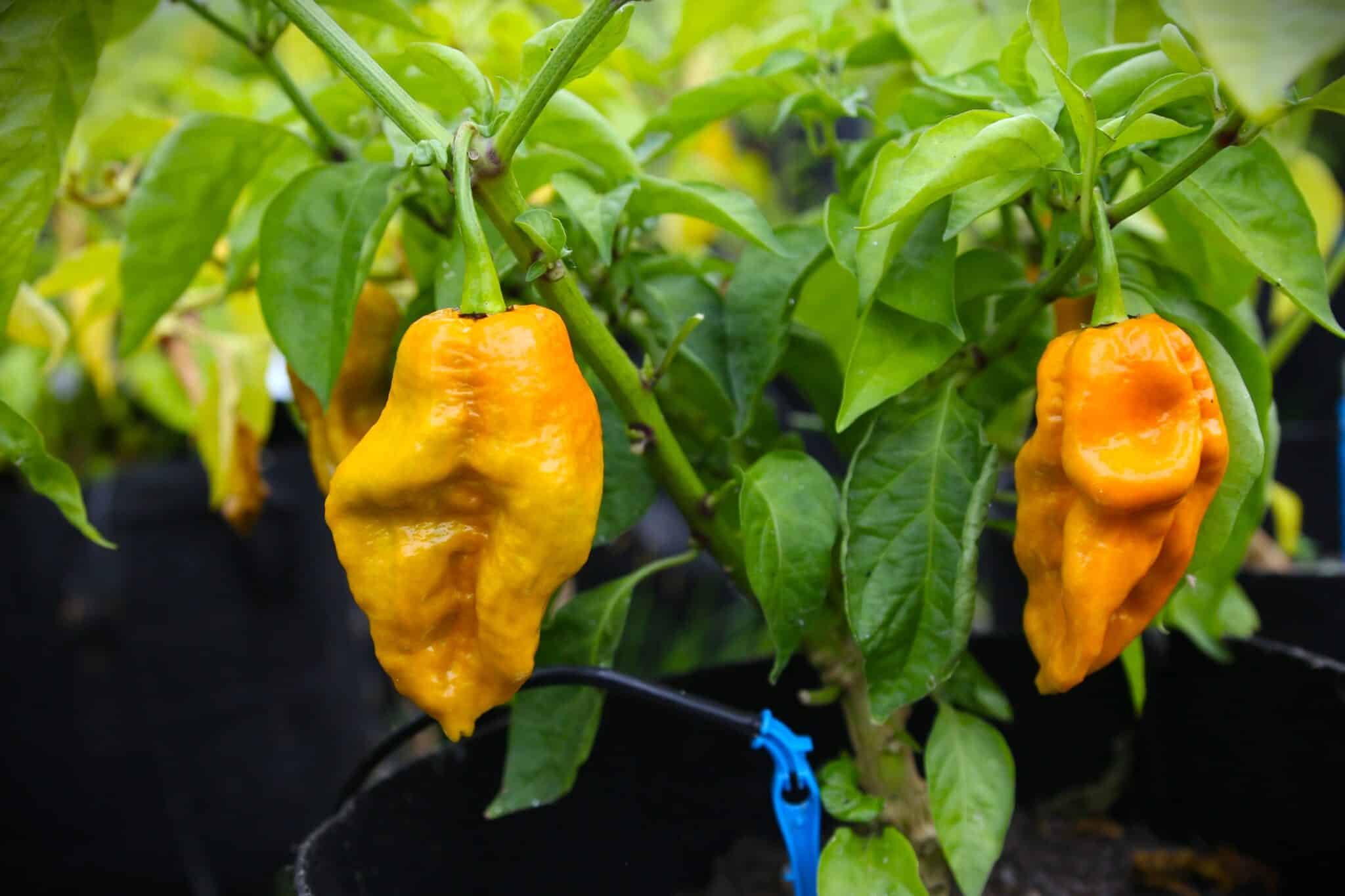 Köp Bhutlah Mustard - Chilifrön online hos Svenska Frön Bhutlah Mustard - Svenskodlade chilifrön från Svenska Frön