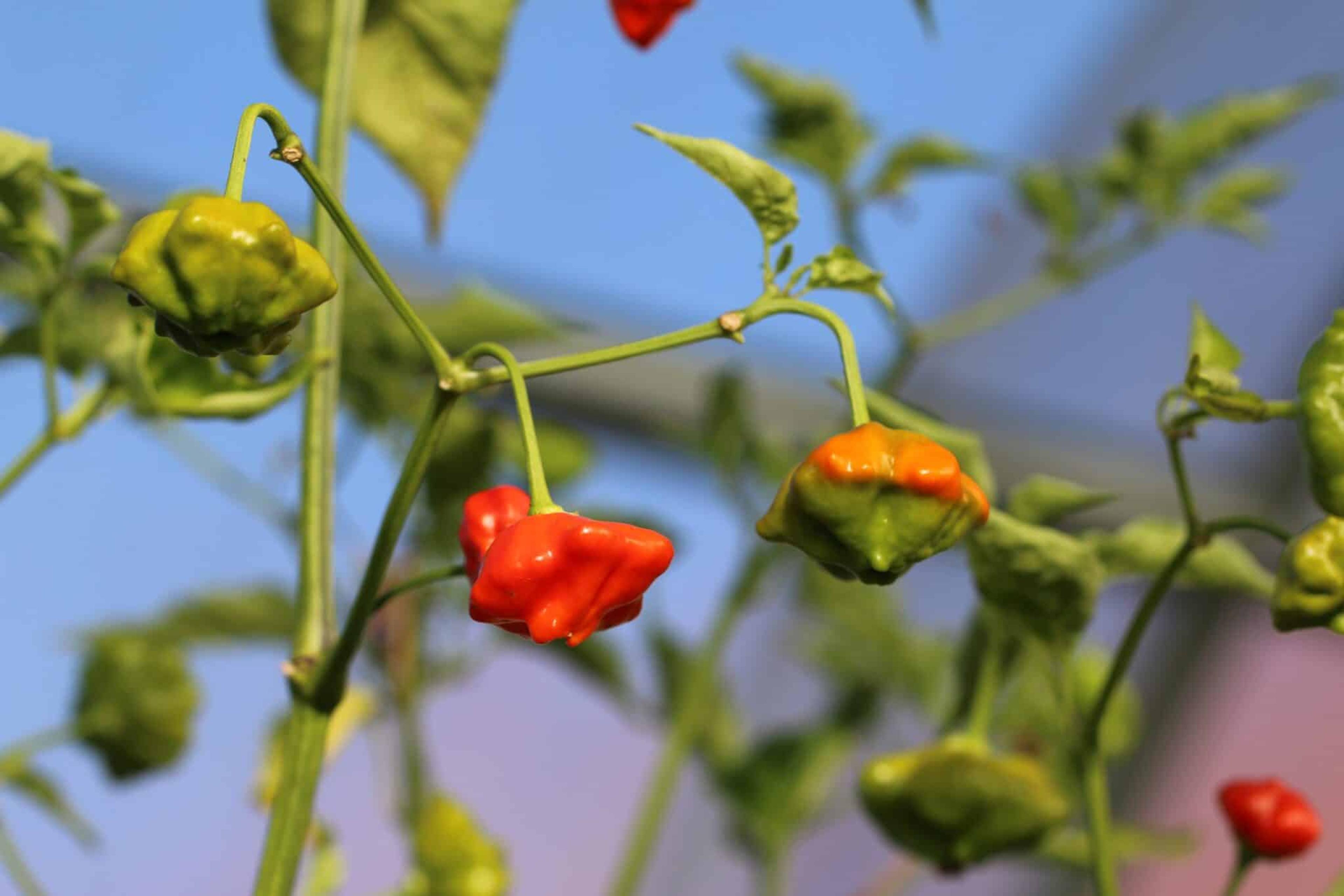 Brazilian Starfish miniatyrbild 2