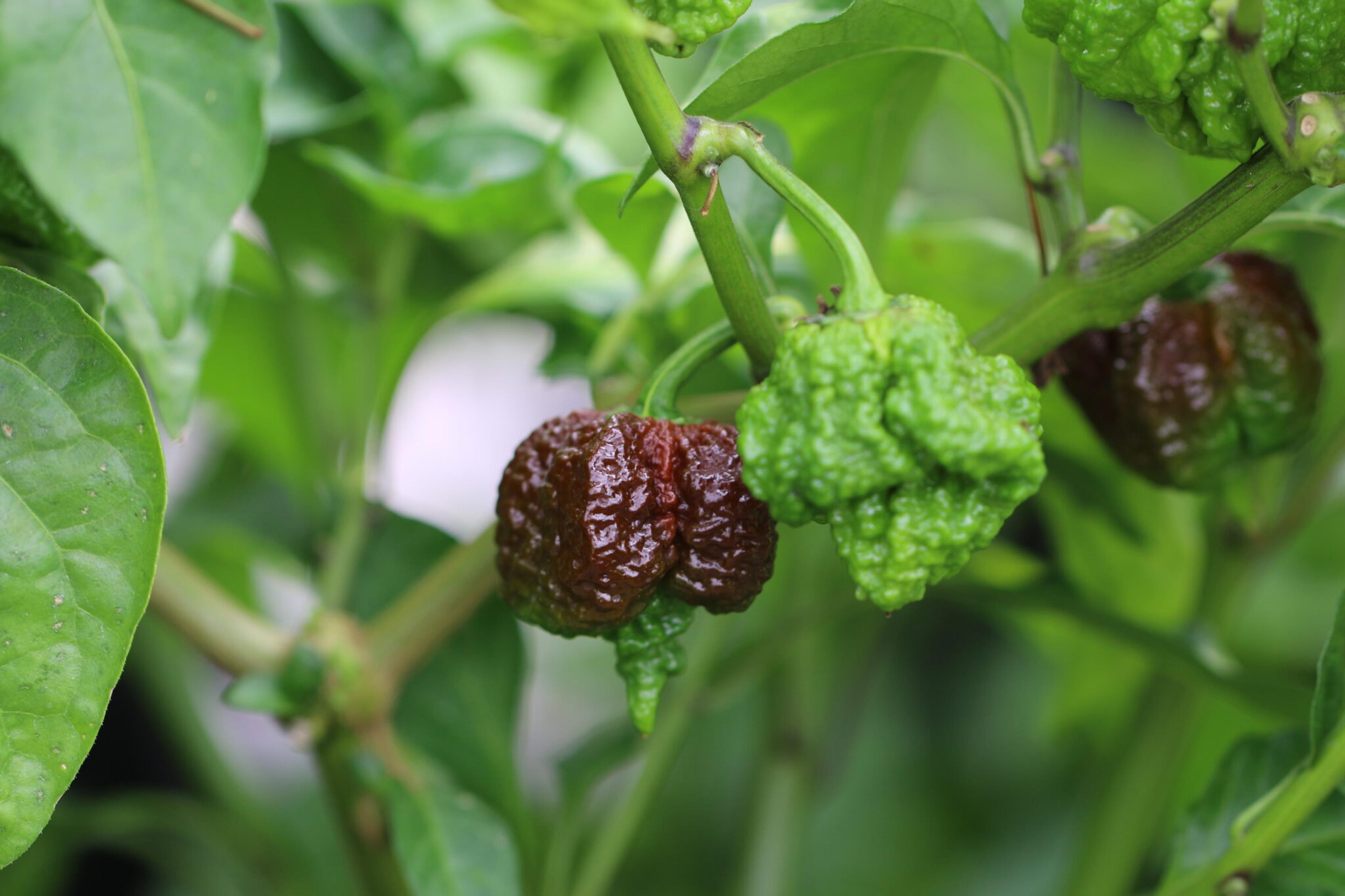 Skunk Chocolate miniatyrbild 1