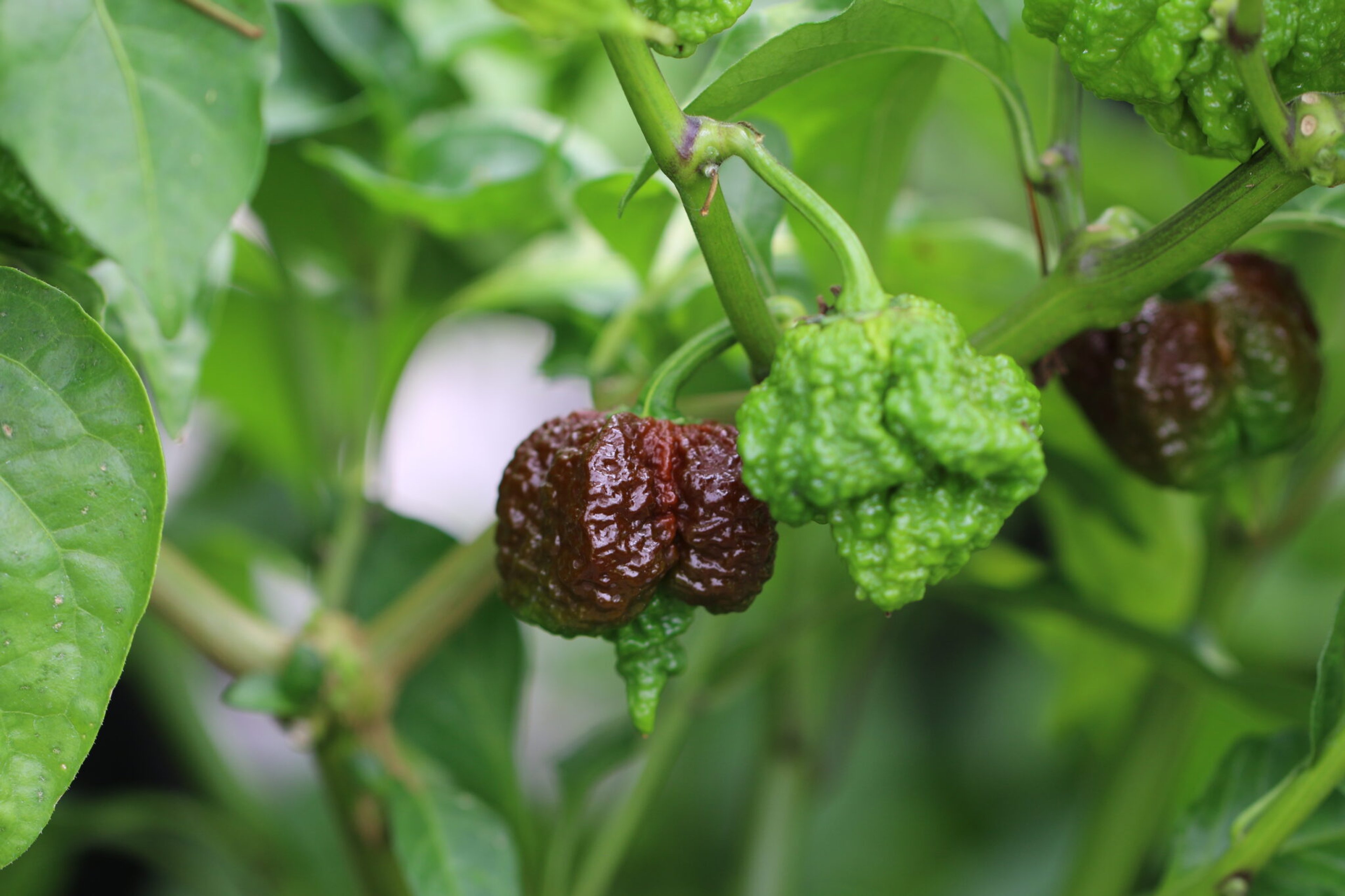 Skunk Chocolate - Svenskodlade chilifrön från Svenska Frön