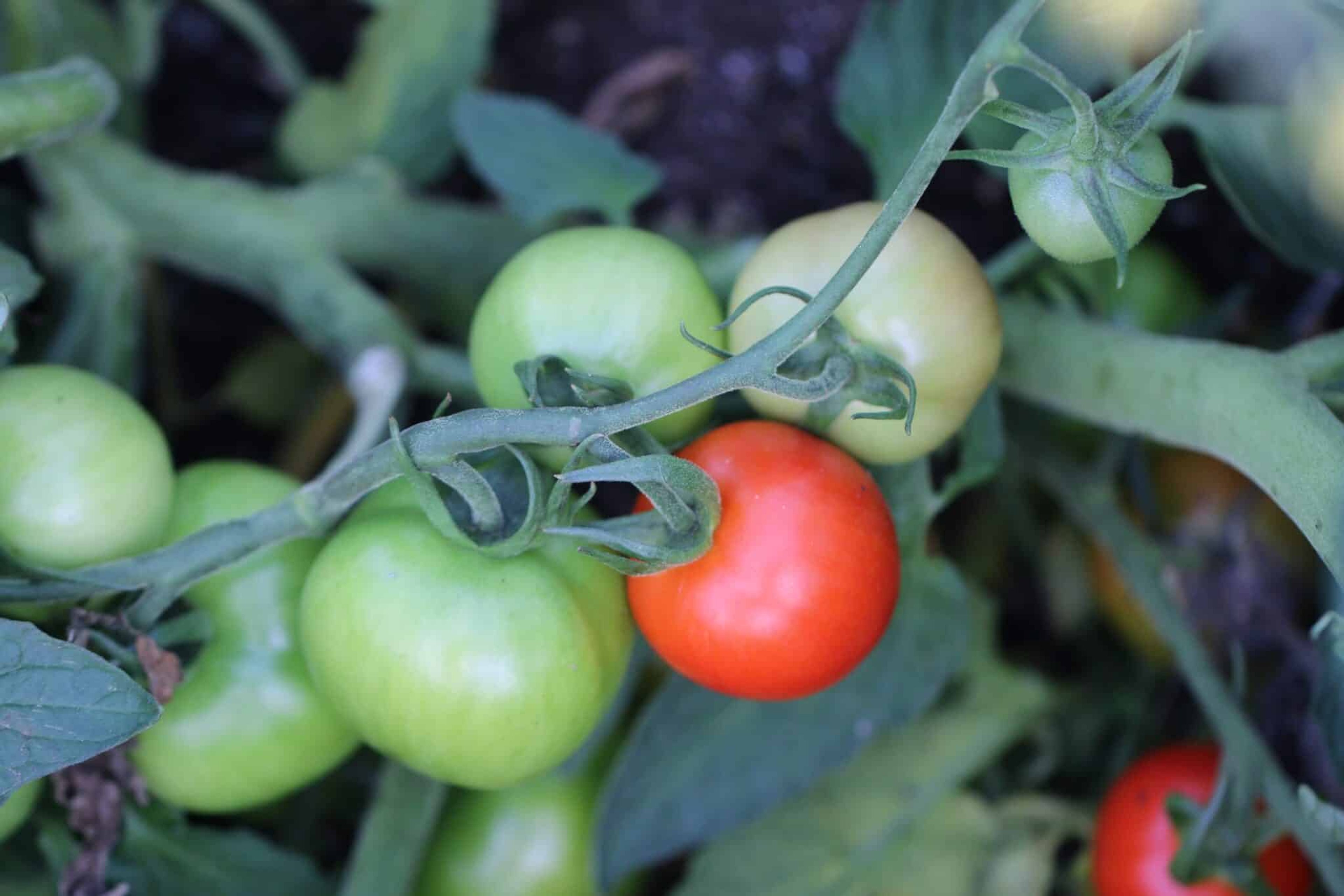 Sub-Arctic Plenty - Svenskodlade tomatfrön från Svenska Frön