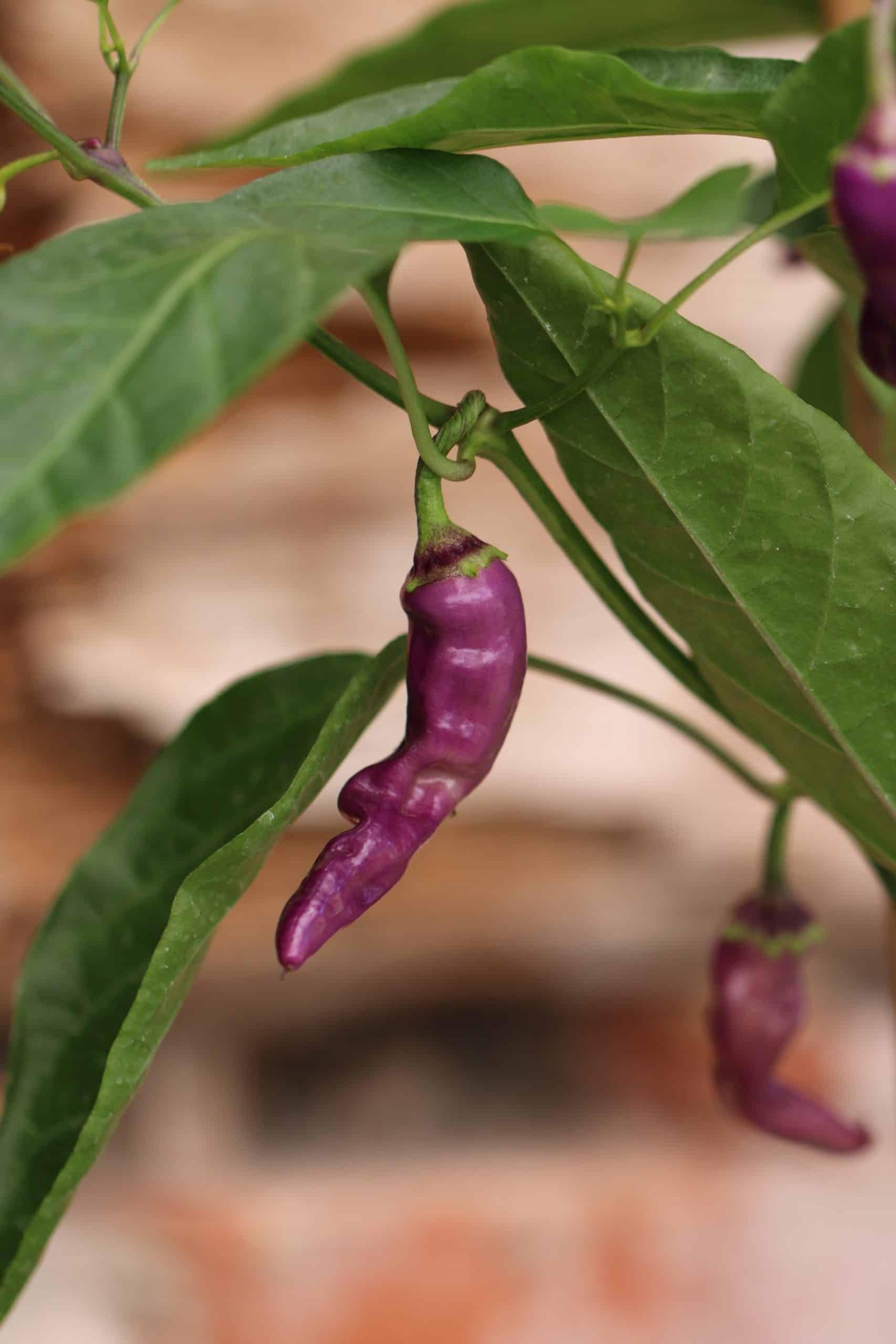 Buena Mulata miniatyrbild 4