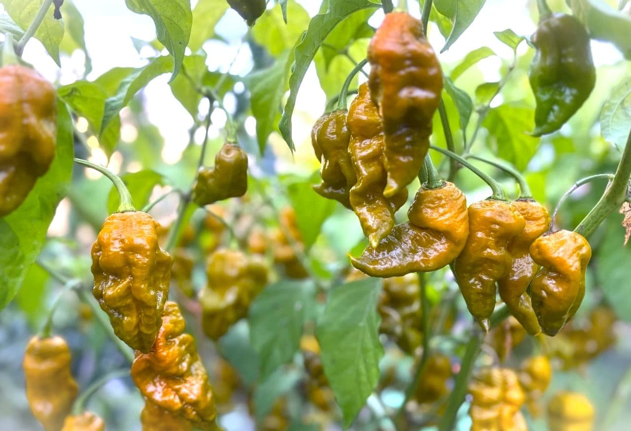 Köp Jay's Gold Scorpion - Chilifrön online hos Svenska Frön Jay's Gold Scorpion - Svenskodlade chilifrön frÄn Svenska Frön