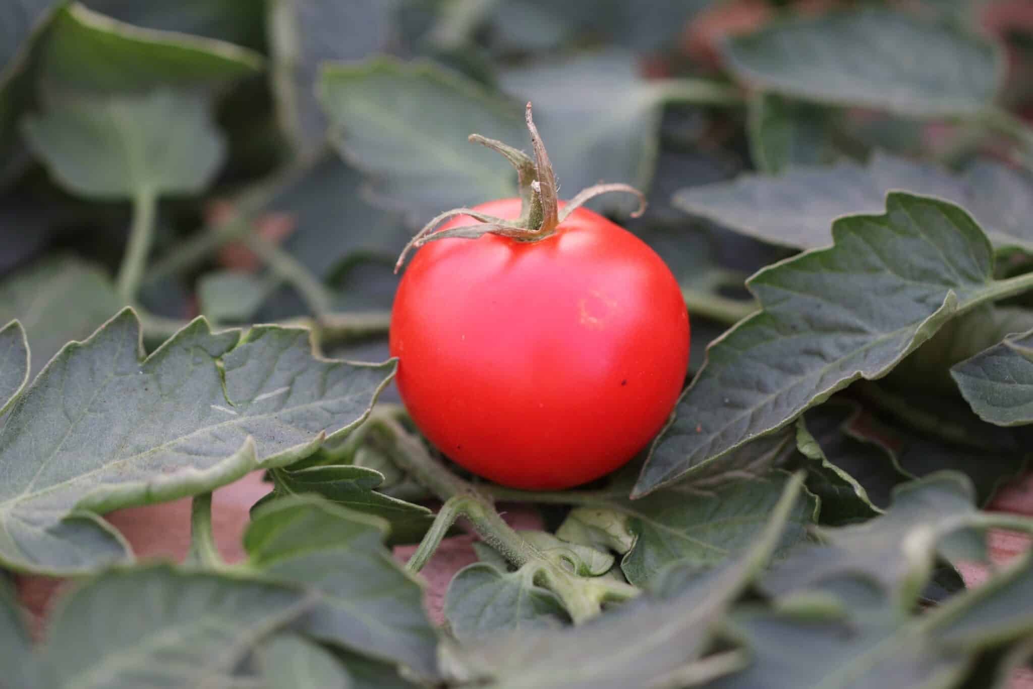 Köp Tamina - Tomatfrön online hos Chilifrön.se Röda Tamina-tomater på planta med potatisbladliknande löv