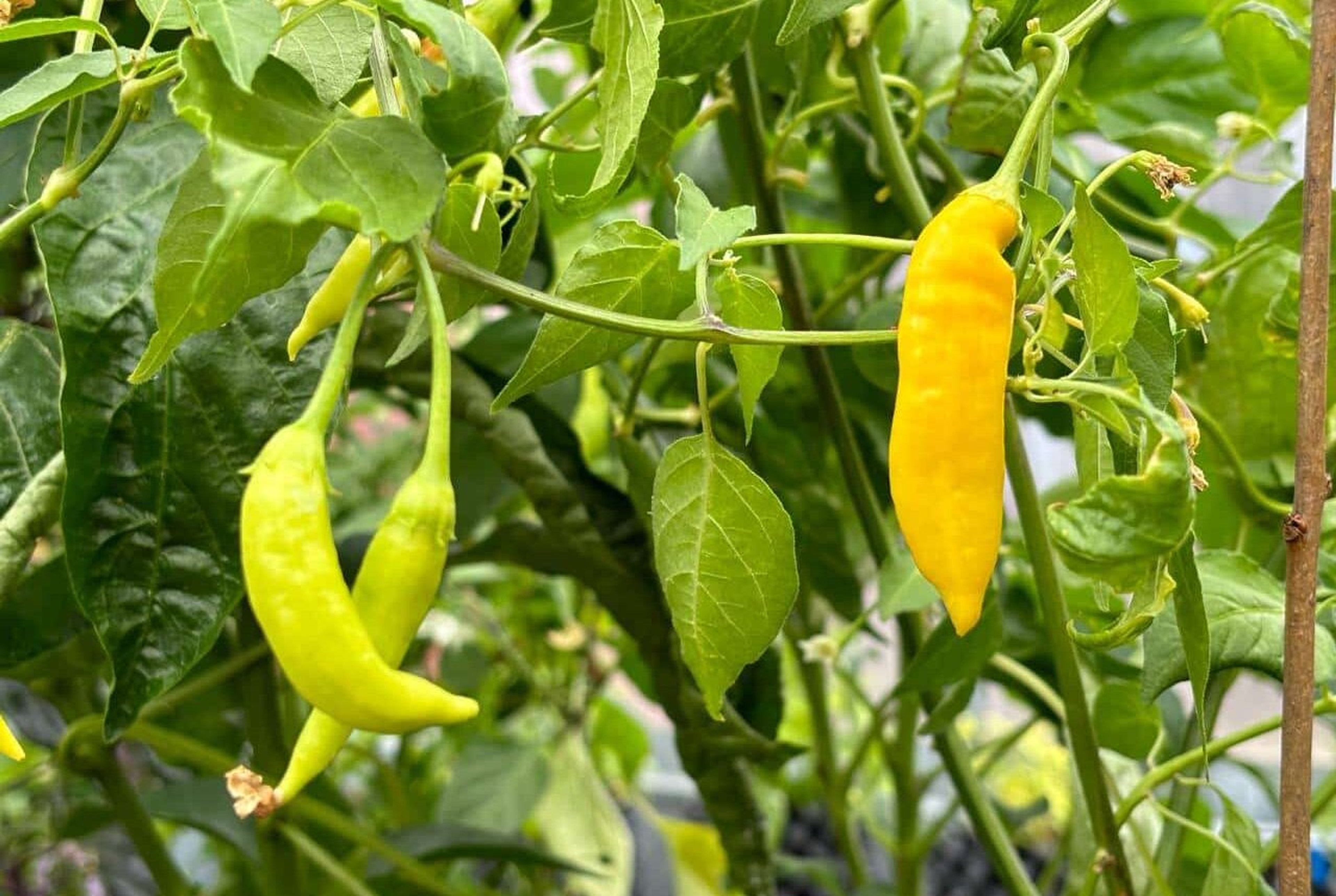 Havana Gold - Svenskodlade chilifrön från Svenska Frön