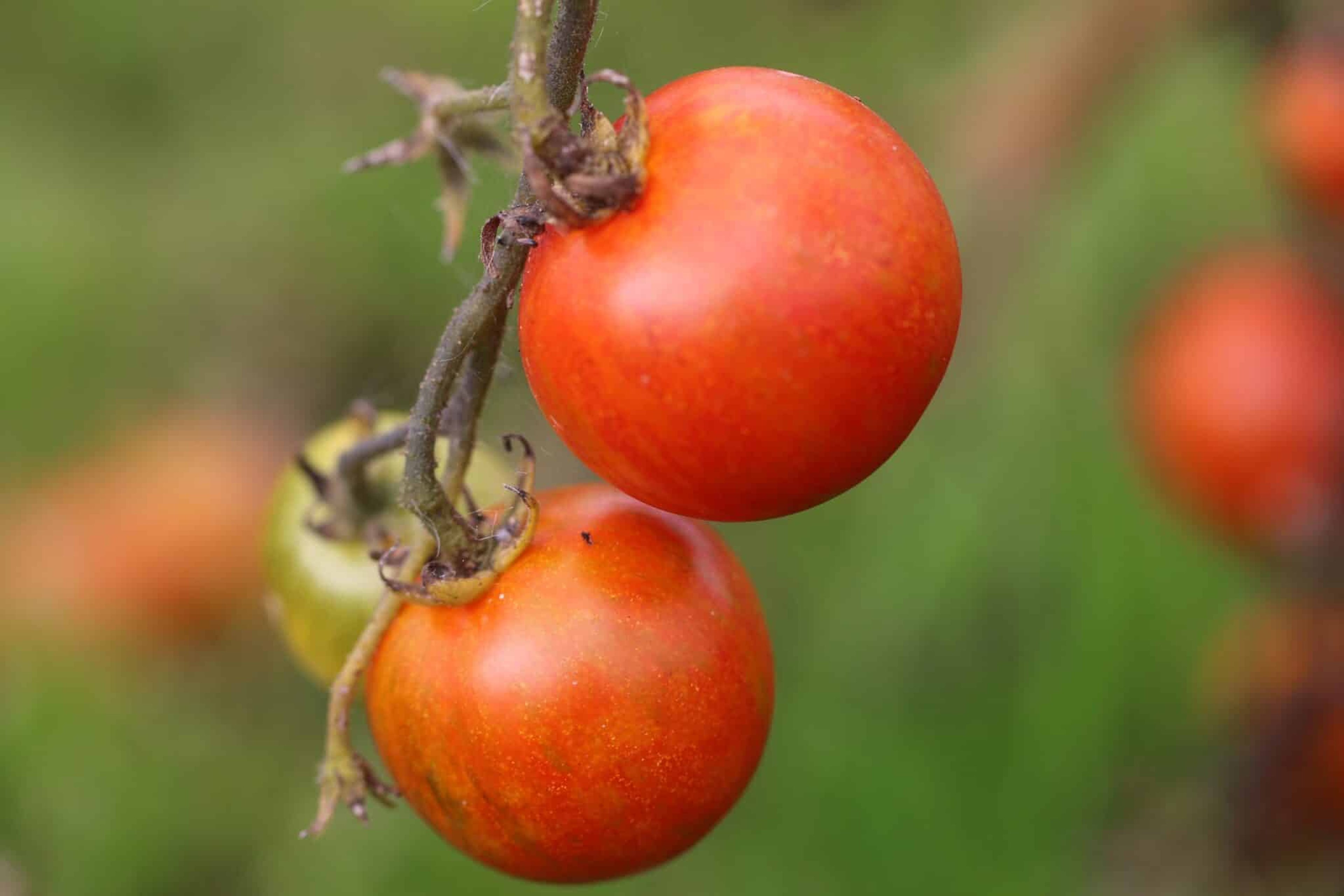 Duo - Svenskodlade tomatfrön från Svenska Frön
