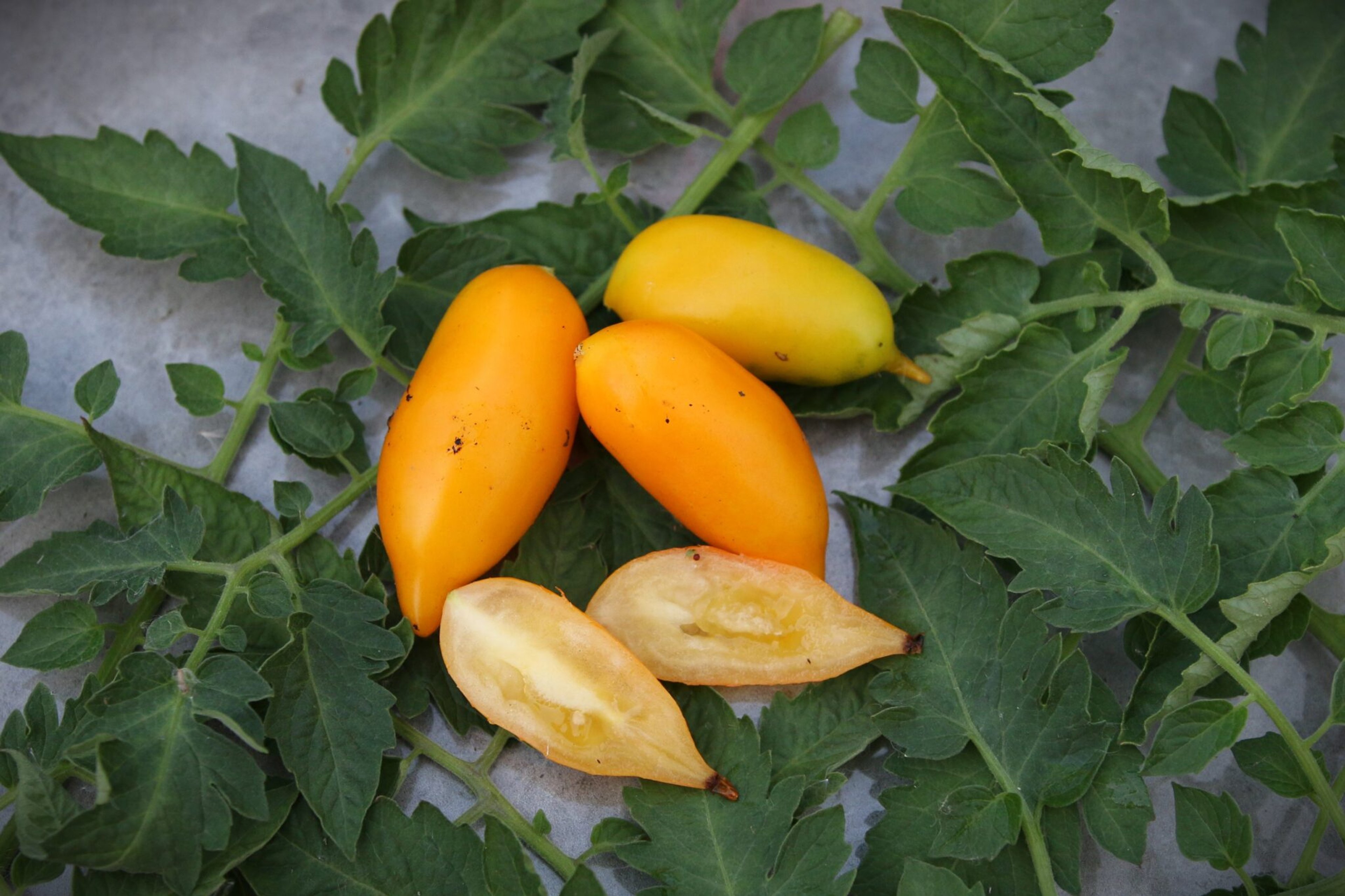 Golden Canary - Svenskodlade tomatfrön från Svenska Frön