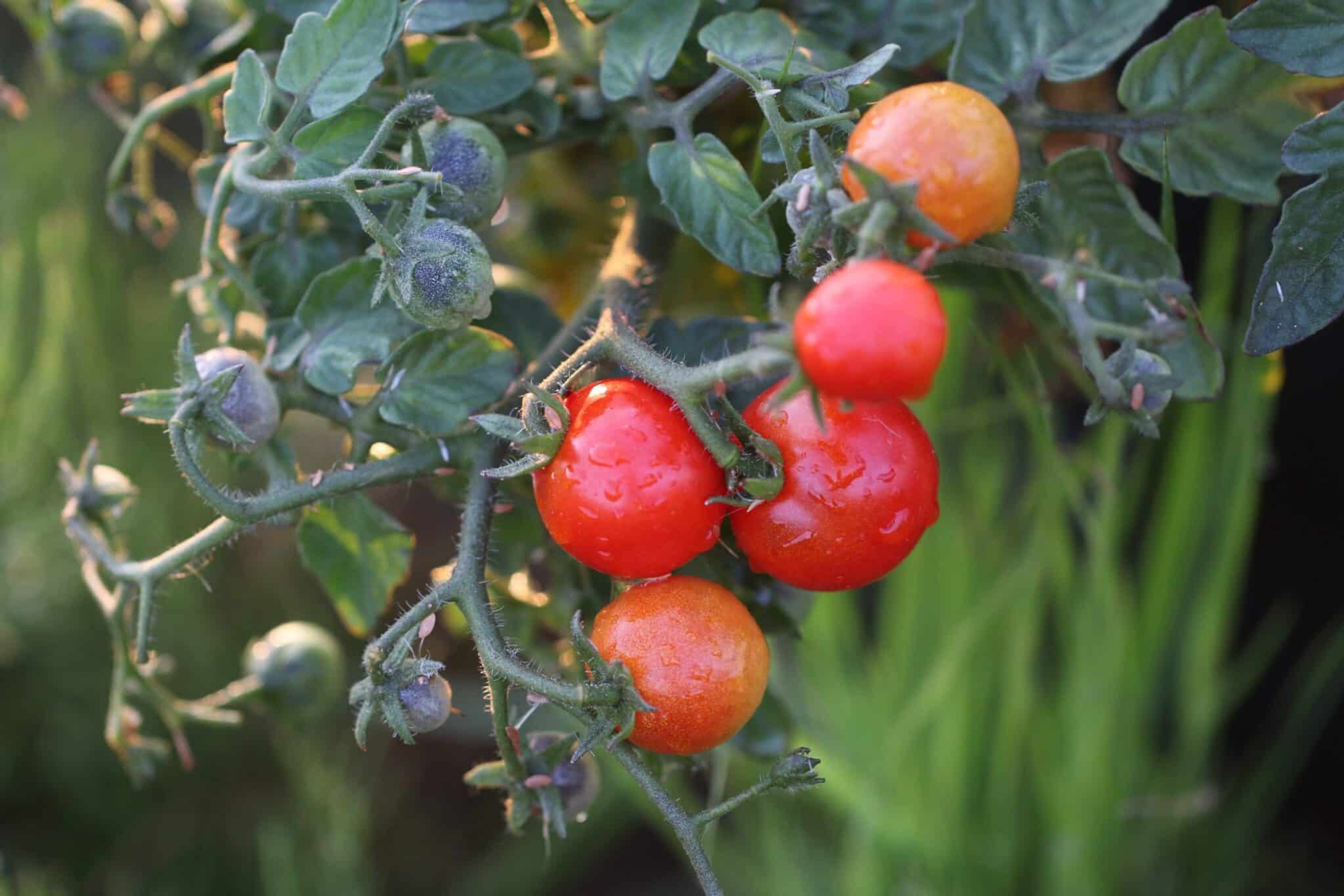 Bitontino - Svenskodlade tomatfrön från Svenska Frön