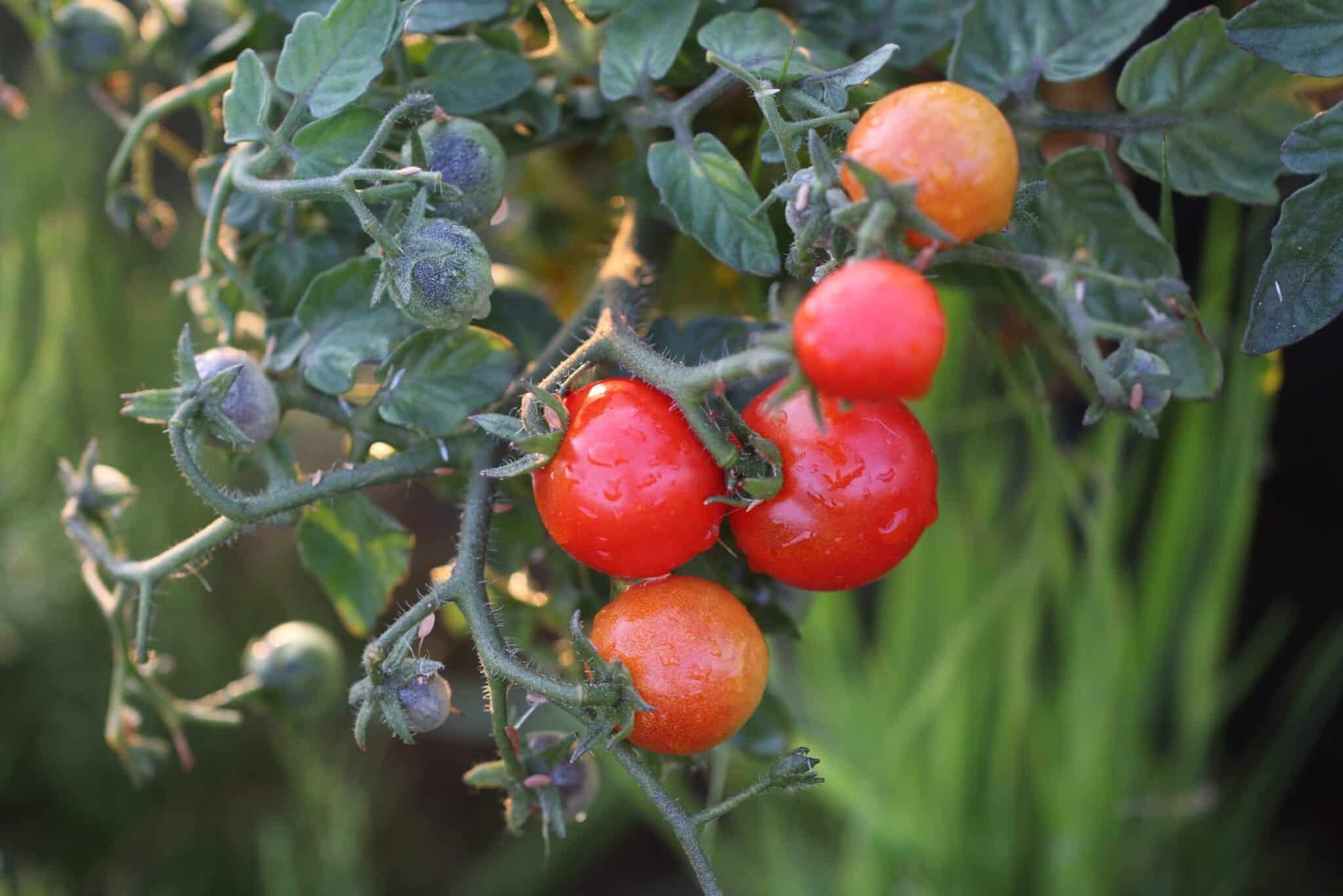 Köp Bitontino - Tomatfrön online hos Svenska Frön Bitontino - Svenskodlade tomatfrön från Svenska Frön