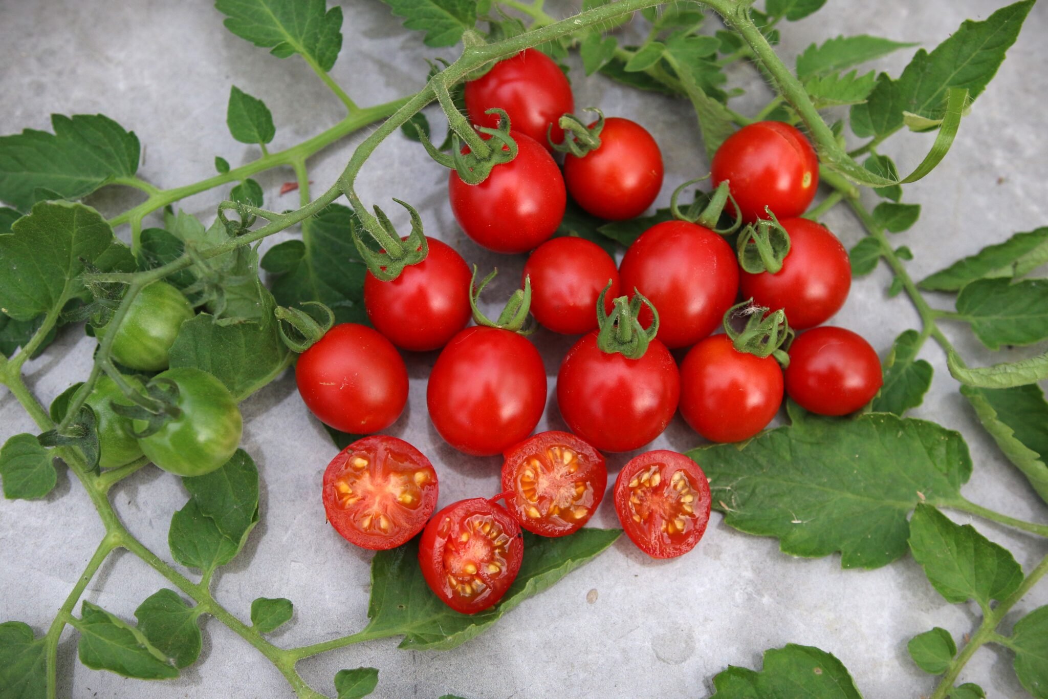 Köp Ingrid - Tomatfrön online hos Svenska Frön Ingrid - Svenskodlade tomatfrön från Svenska Frön