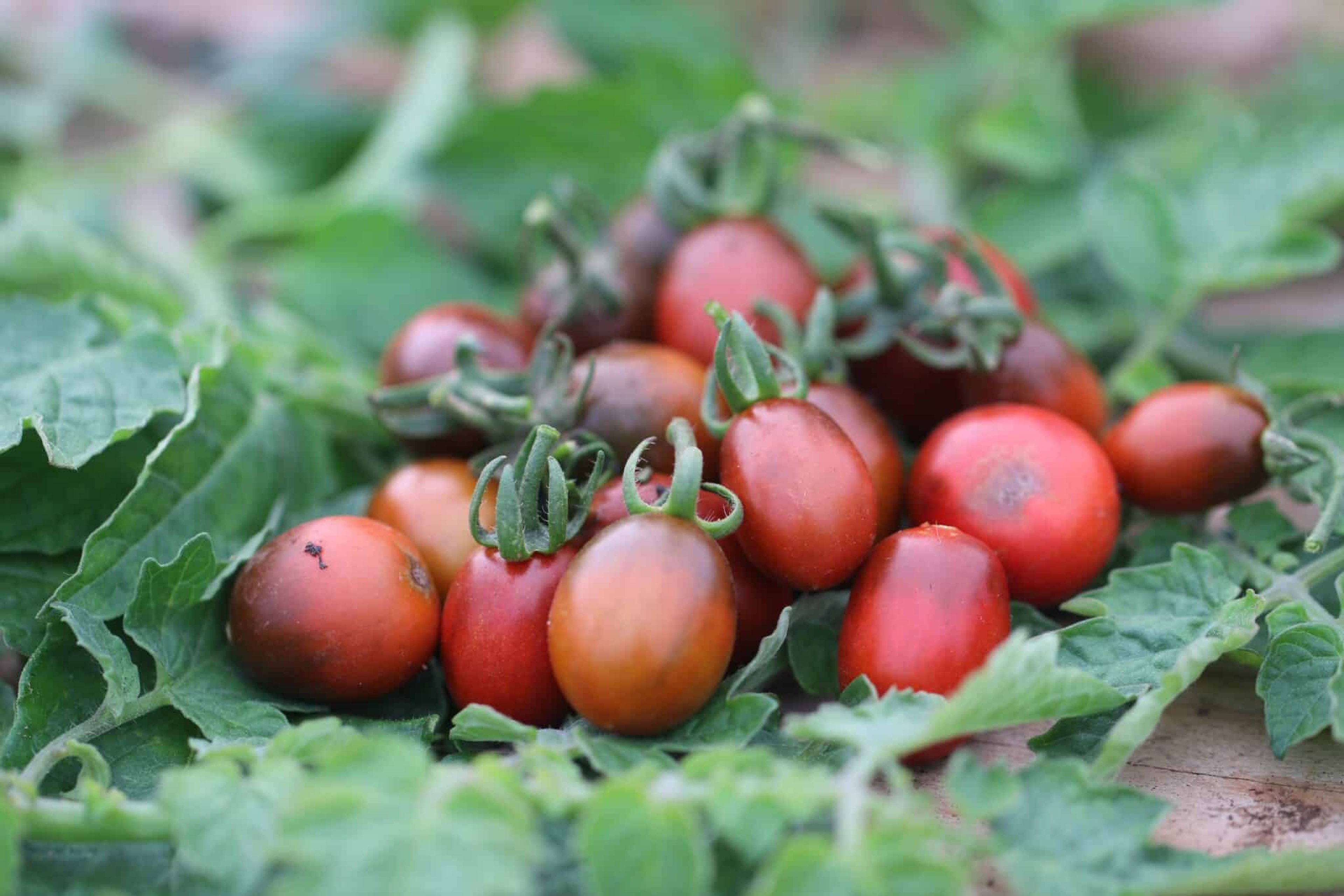 Bronzy - Svenskodlade tomatfrön från Svenska Frön