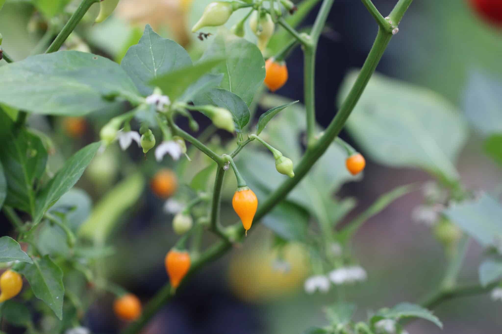 Köp Biquinho Amarelo - Chilifrön online hos Svenska Frön Biquinho Amarelo - Svenskodlade chilifrön från Svenska Frön