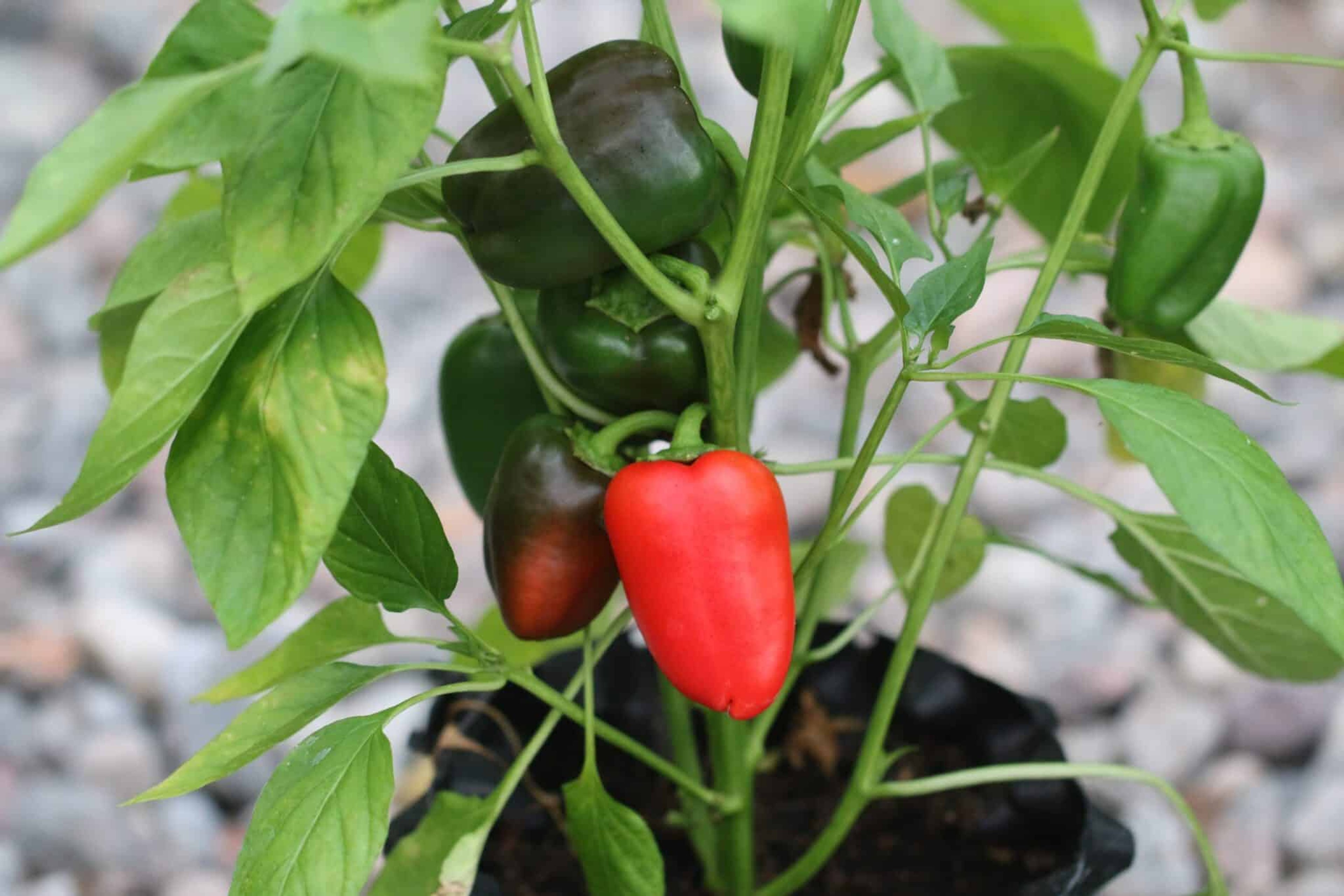 Snack Pepper - Svenskodlade chilifrön från Svenska Frön