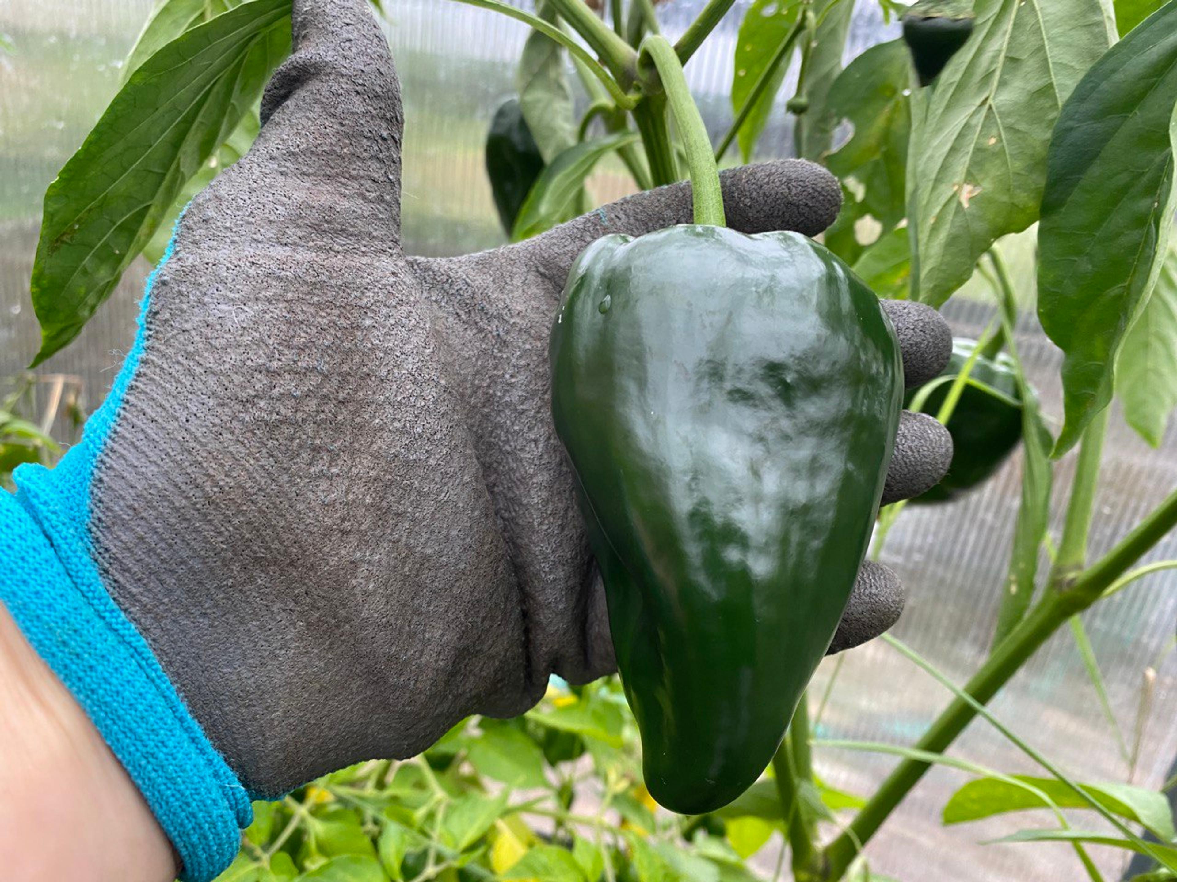 Ancho San Luis miniatyrbild 2