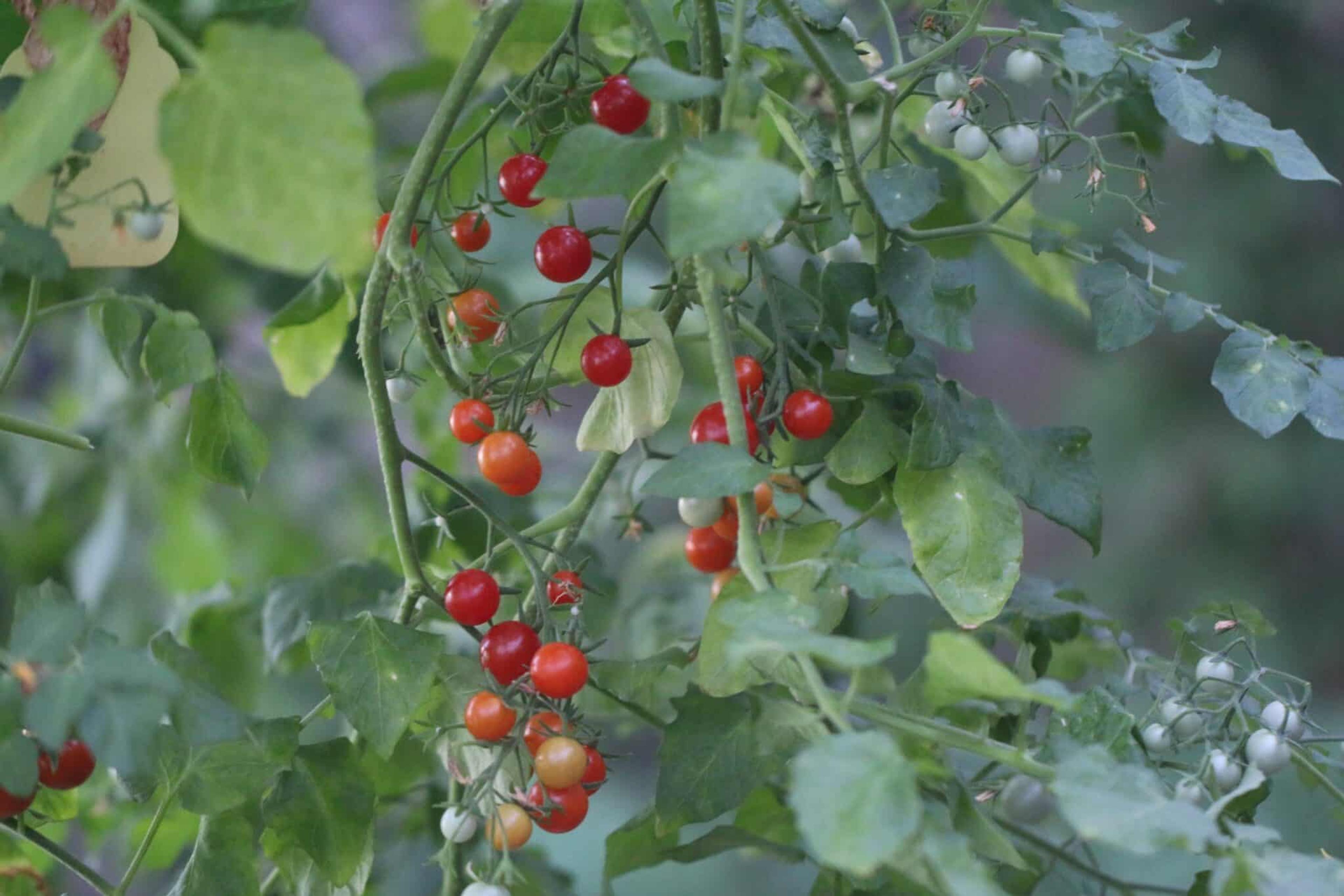 Cherry Cascades miniatyrbild 2