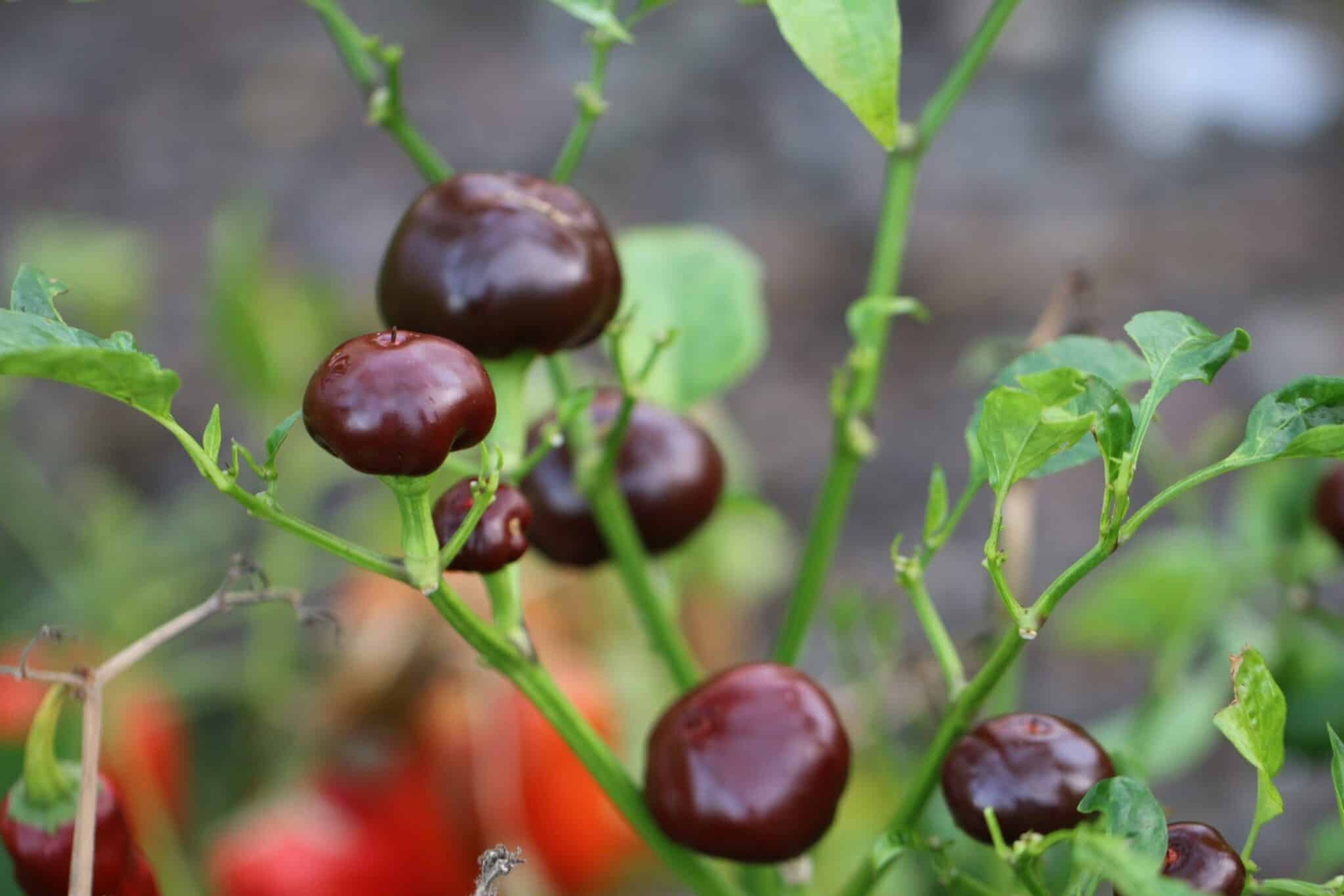 Chocolate Cherry Chili - Svenskodlade chilifrön från Svenska Frön
