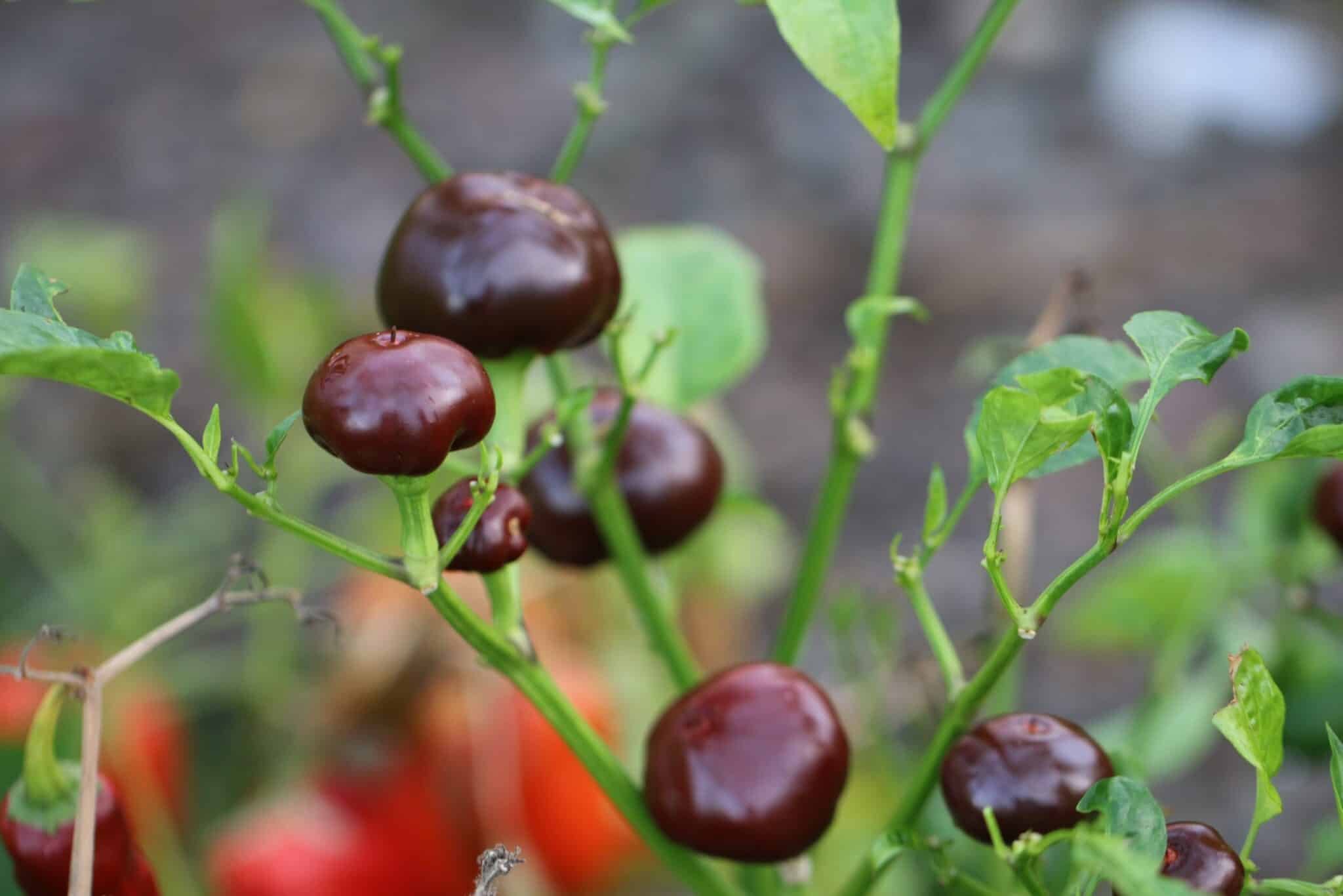 Köp Chocolate Cherry Chili - Chilifrön online hos Svenska Frön Chocolate Cherry Chili - Svenskodlade chilifrön från Svenska Frön