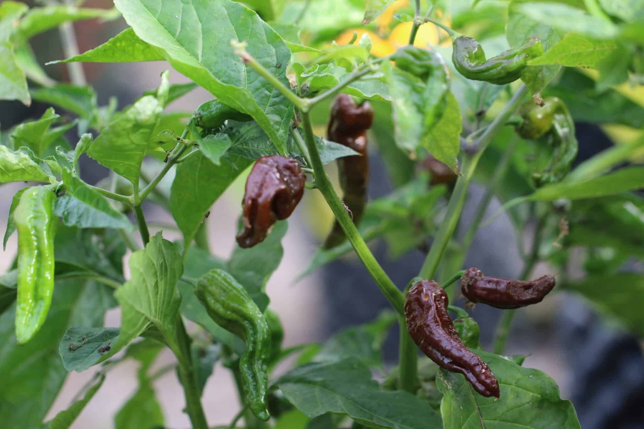 Köp 7 Pot Chaguanas Chocolate - Chilifrön online hos Svenska Frön 7 Pot Chaguanas Chocolate - Svenskodlade chilifrön från Svenska Frön