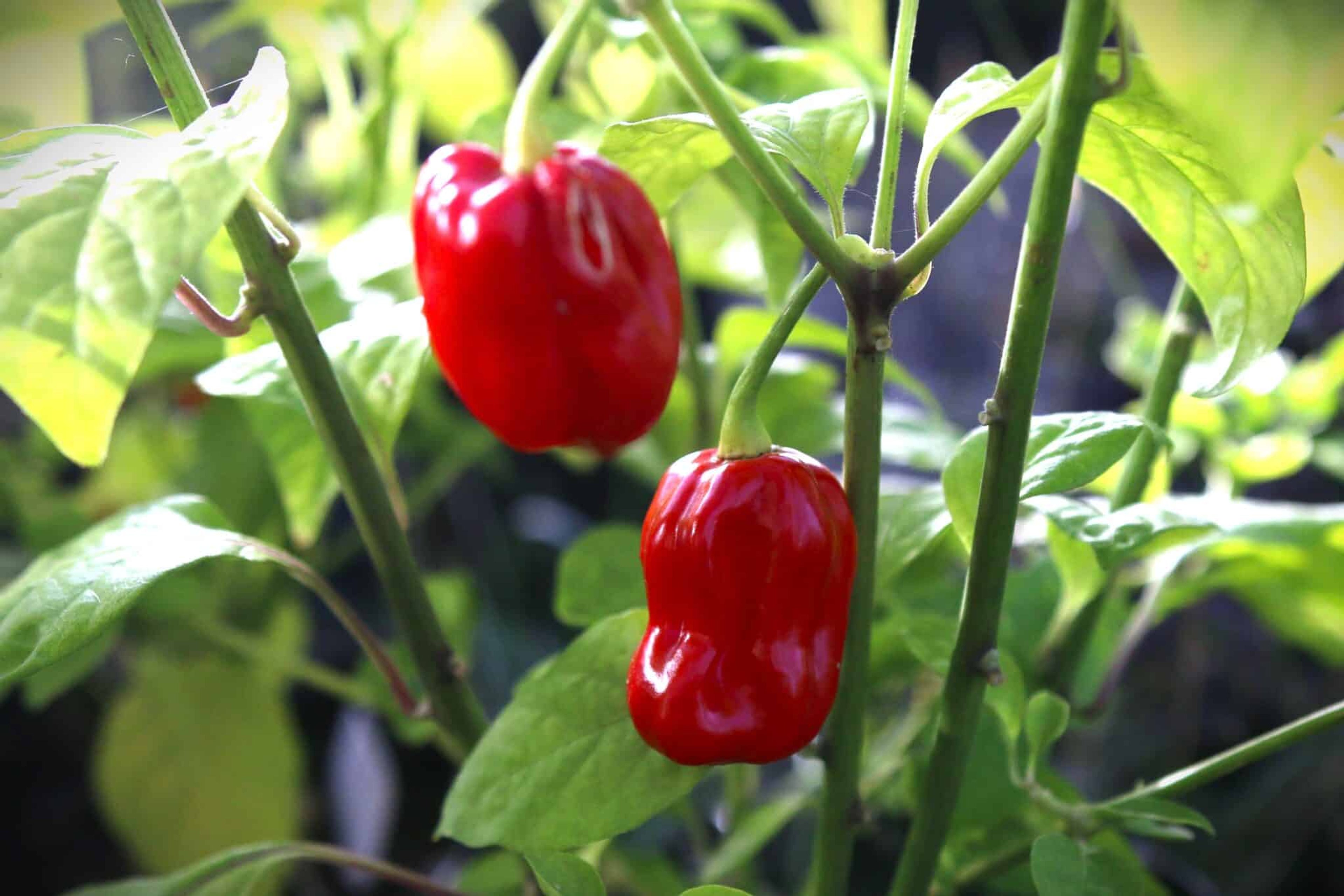 Habanero Ugandian Red - Svenskodlade chilifrön från Svenska Frön