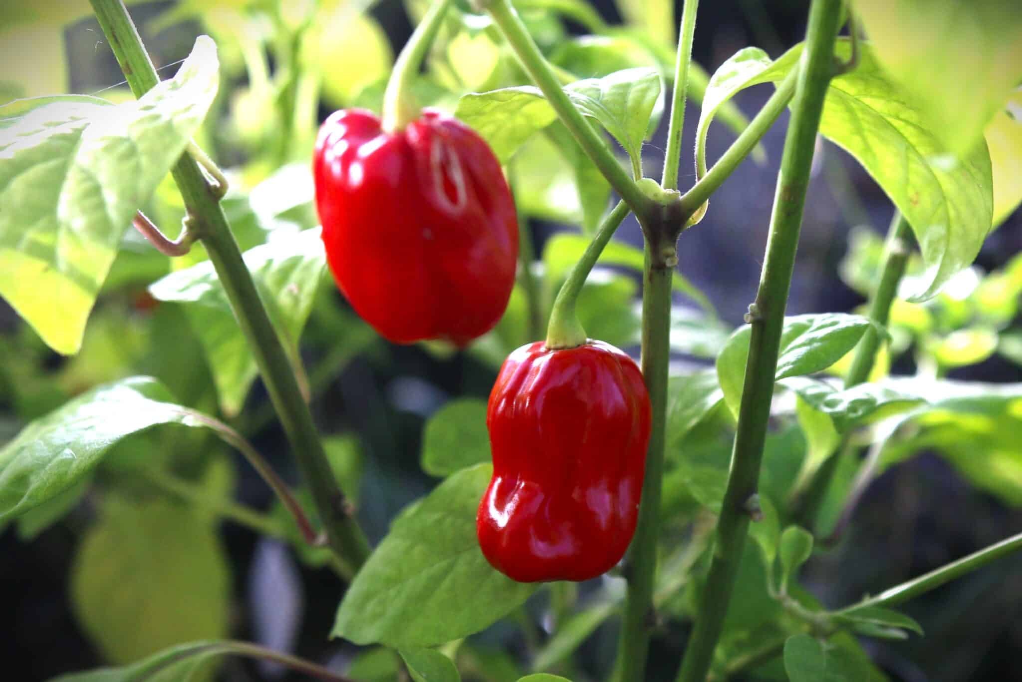 Köp Habanero Ugandian Red - Chilifrön online hos Svenska Frön Habanero Ugandian Red - Svenskodlade chilifrön från Svenska Frön