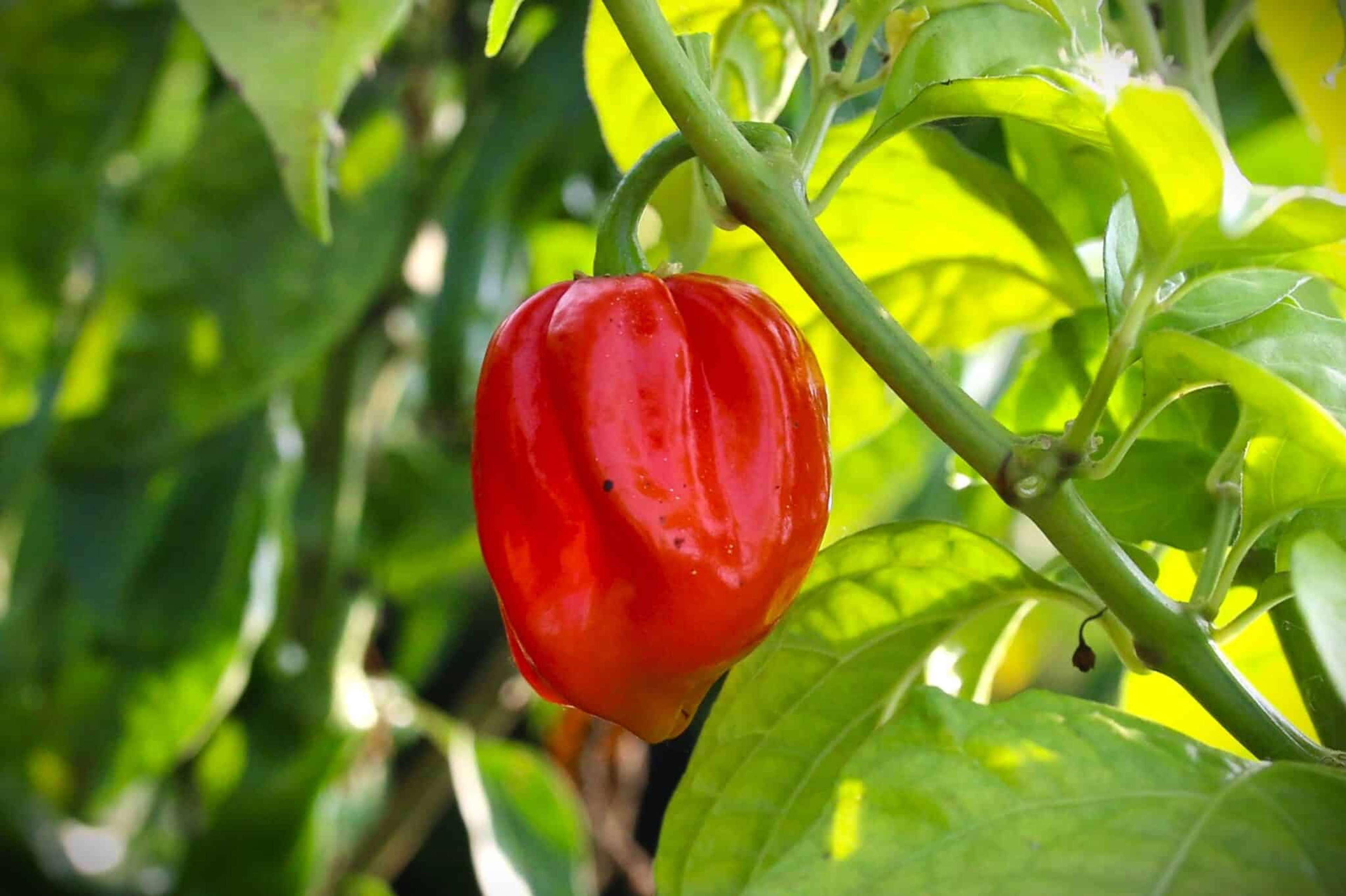 Aji Umba Red - Svenskodlade chilifrön från Svenska Frön