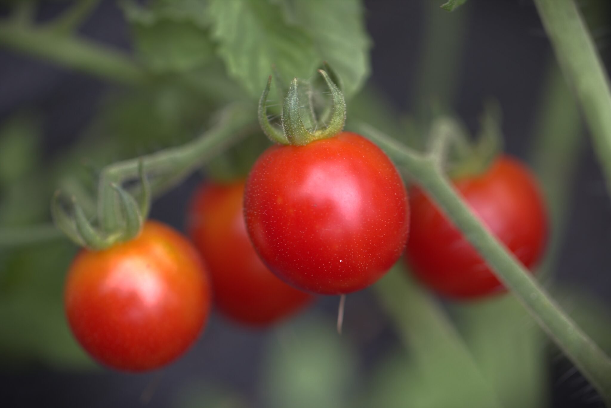 Köp Grape - Tomatfrön online hos Svenska Frön Grape - Svenskodlade tomatfrön från Svenska Frön