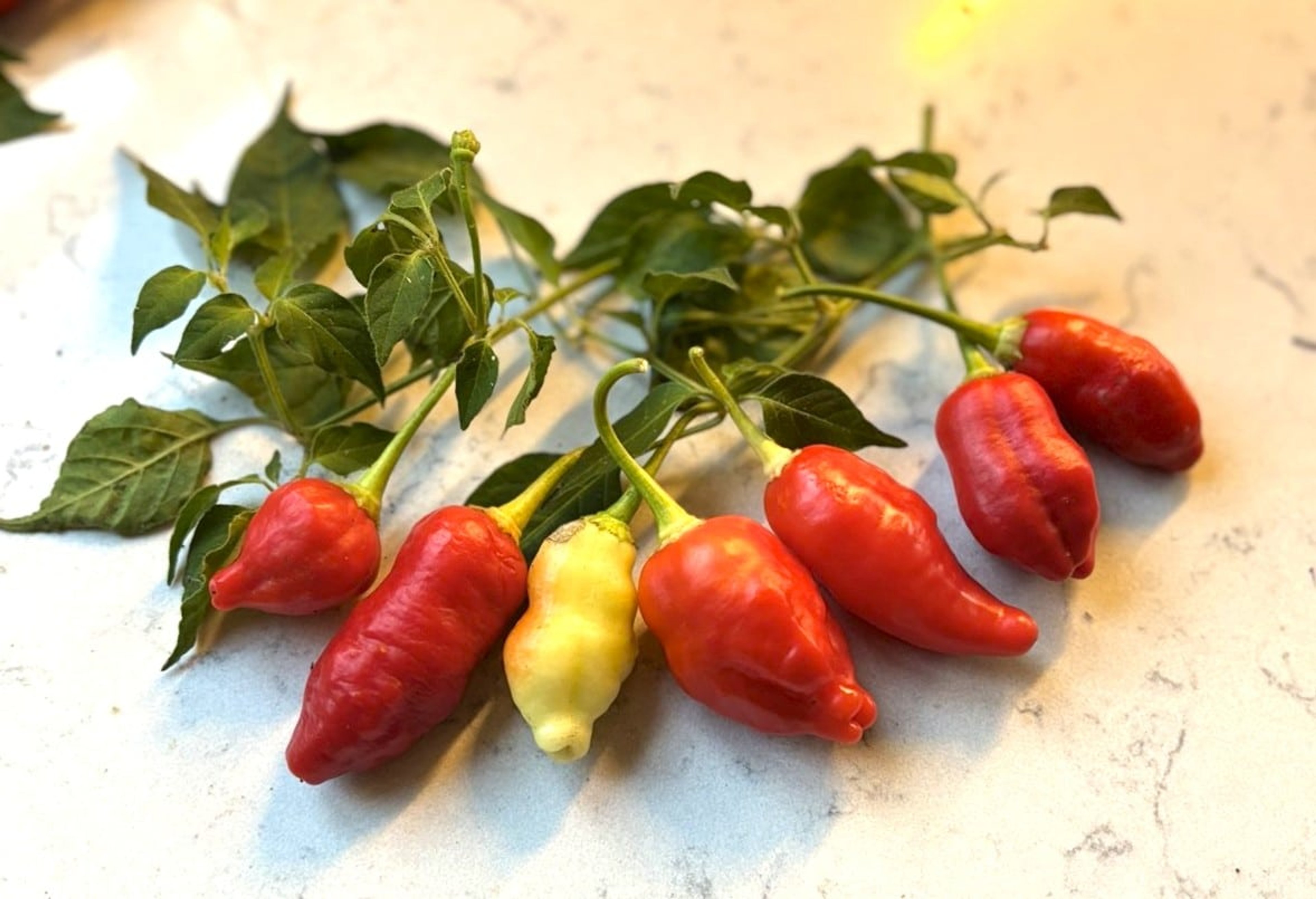 Aji Omnicolor x Aji White Fantasy - Svenskodlade chilifrön från Svenska Frön