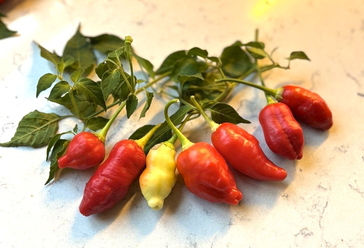 Köp Aji Omnicolor x Aji White Fantasy - Chilifrön online hos Svenska Frön Aji Omnicolor x Aji White Fantasy - Svenskodlade chilifrön från Svenska Frön