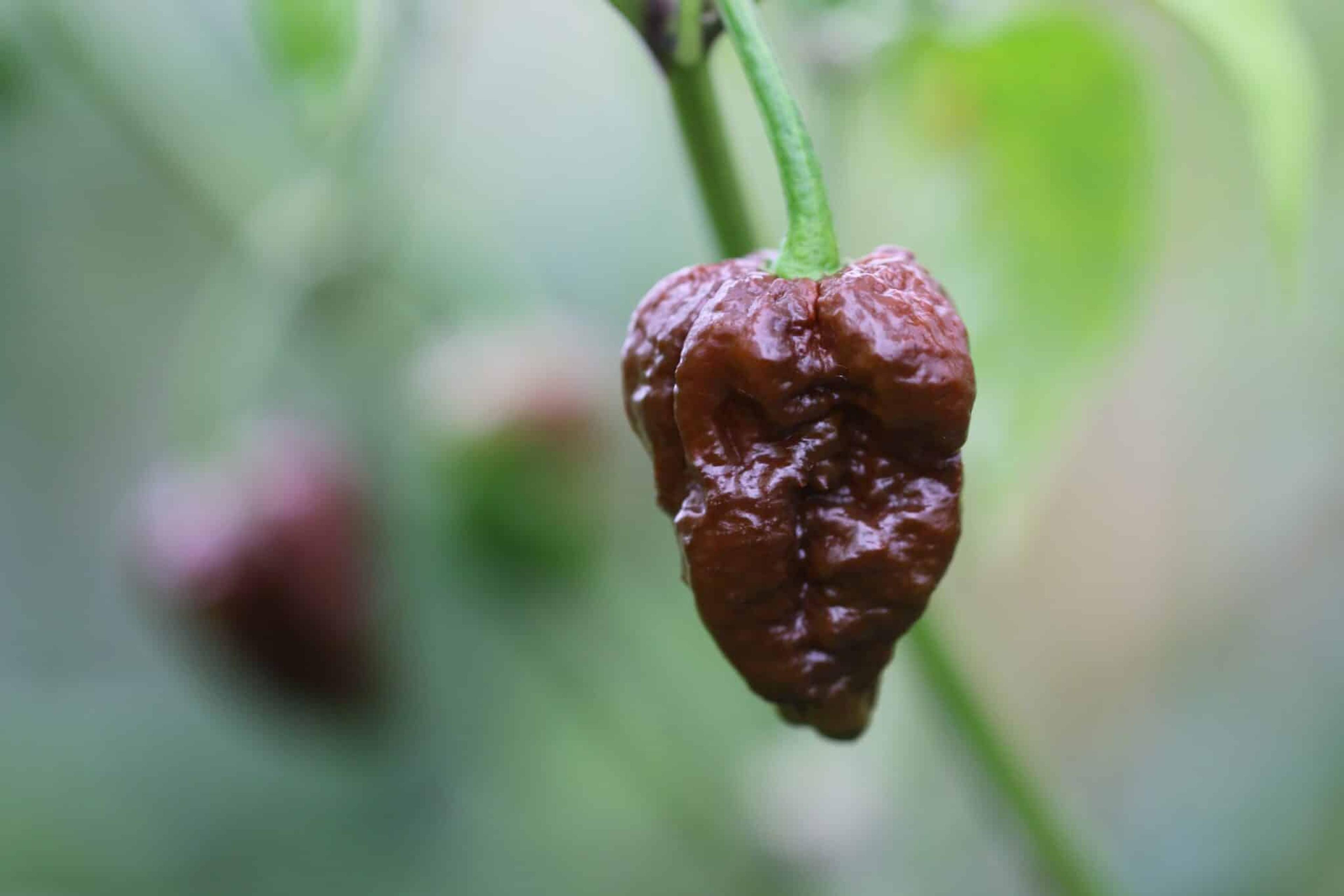 Skunk Chocolate miniatyrbild 2