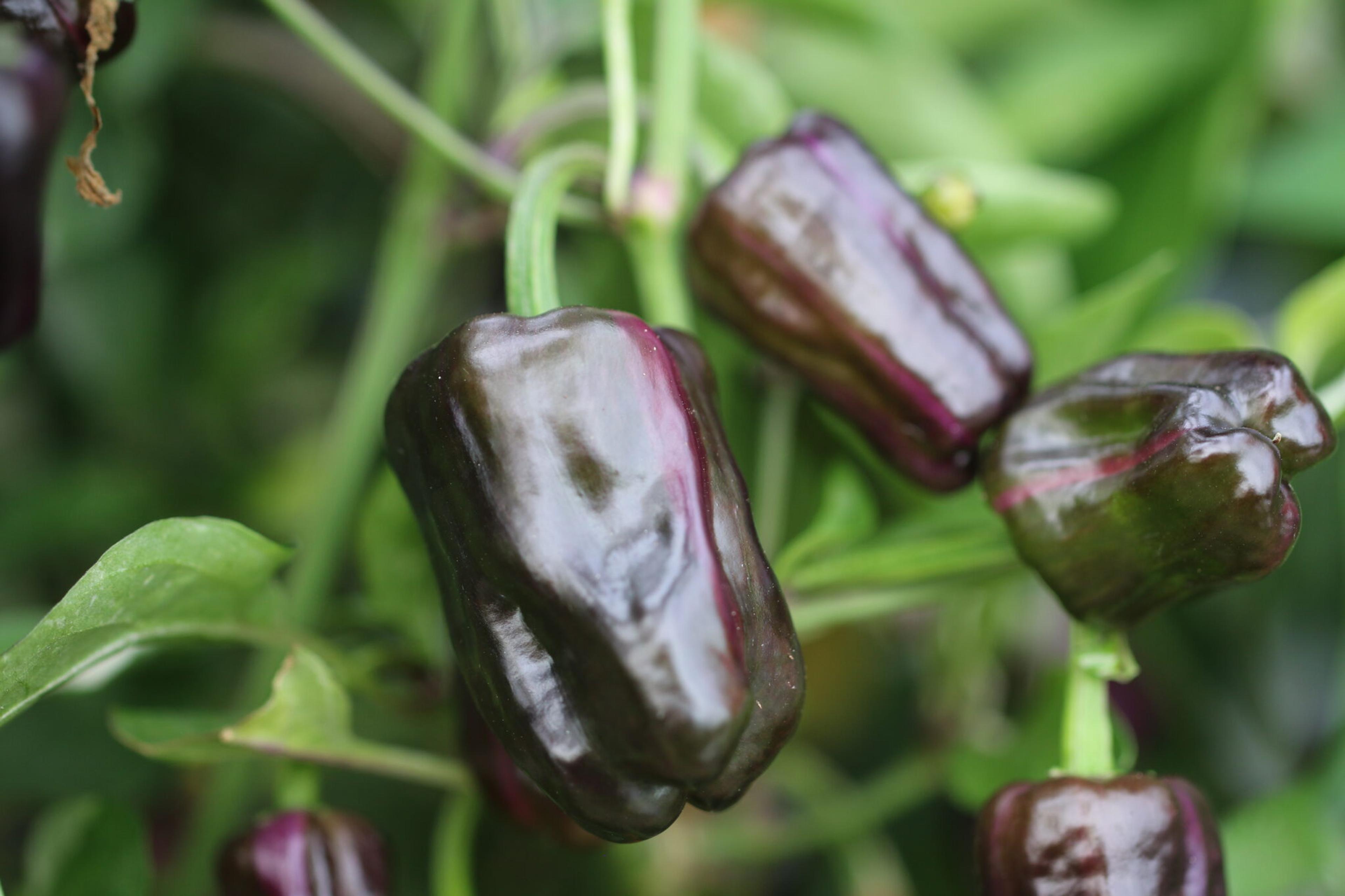 Purple Tiger x Candy Cane miniatyrbild 4