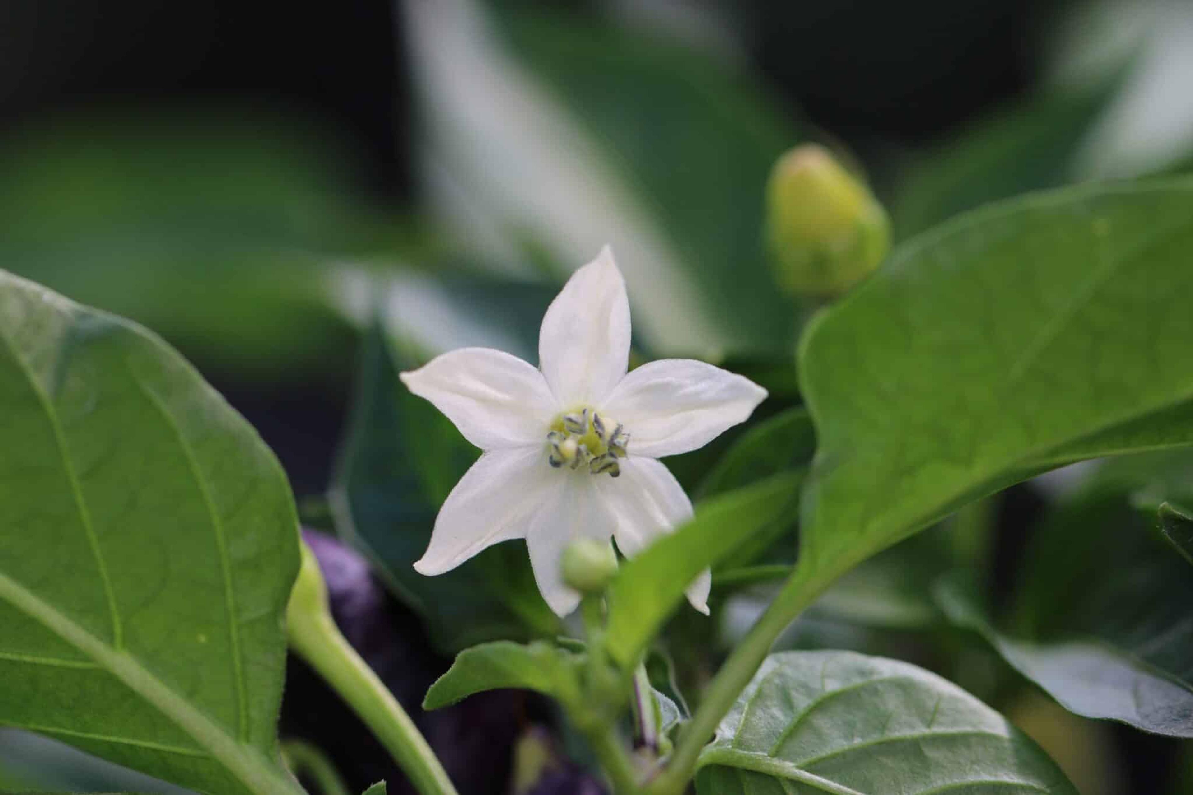 Firecracker miniatyrbild 2