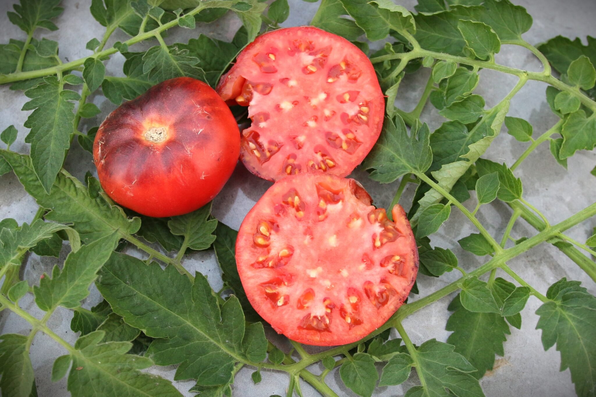 Köp Pink Siberian Tiger - Tomatfrön online hos Svenska Frön Pink Siberian Tiger - Svenskodlade tomatfrön från Svenska Frön