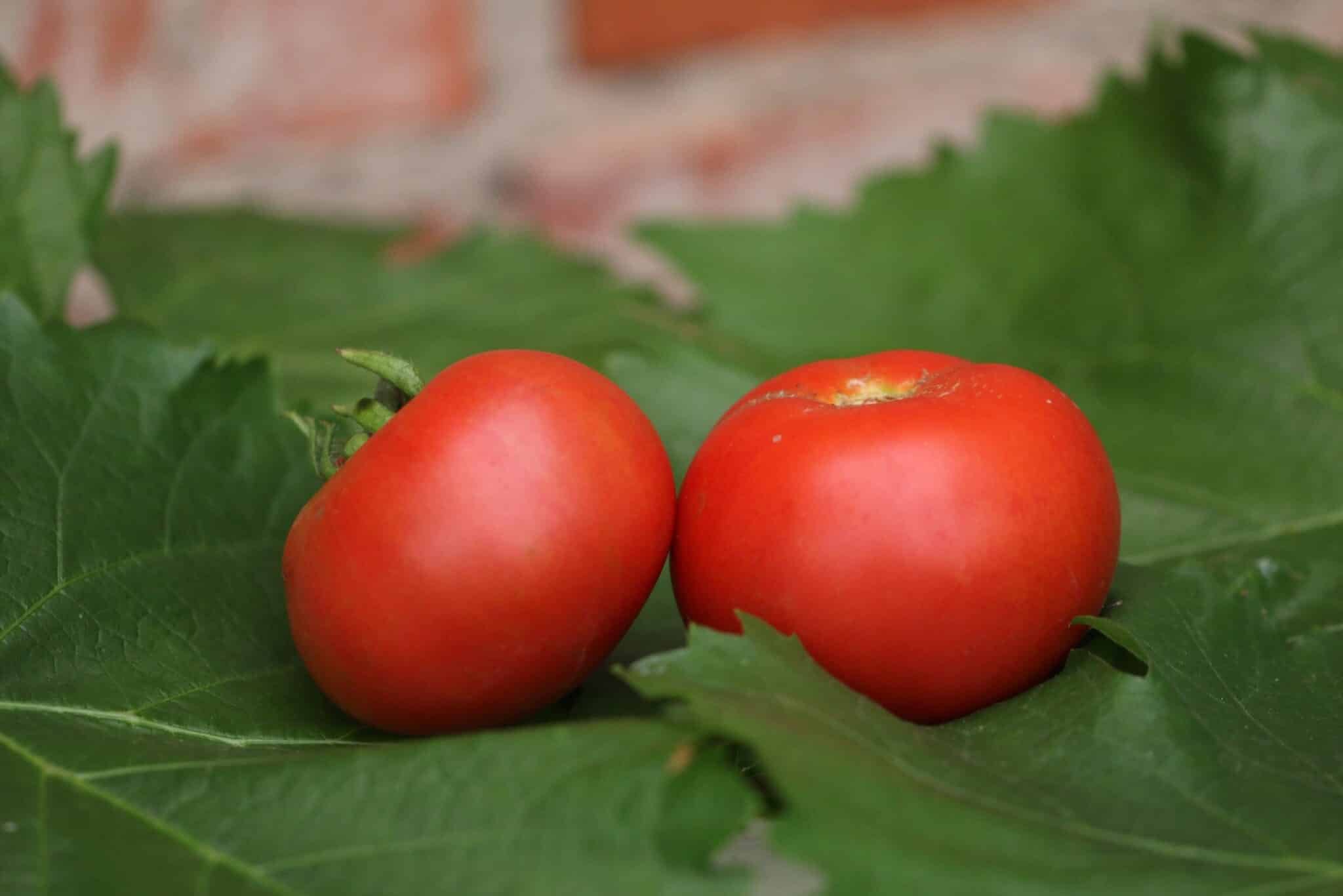 Köp Magnus - Tomatfrön online hos Svenska Frön Magnus - Svenskodlade tomatfrön från Svenska Frön