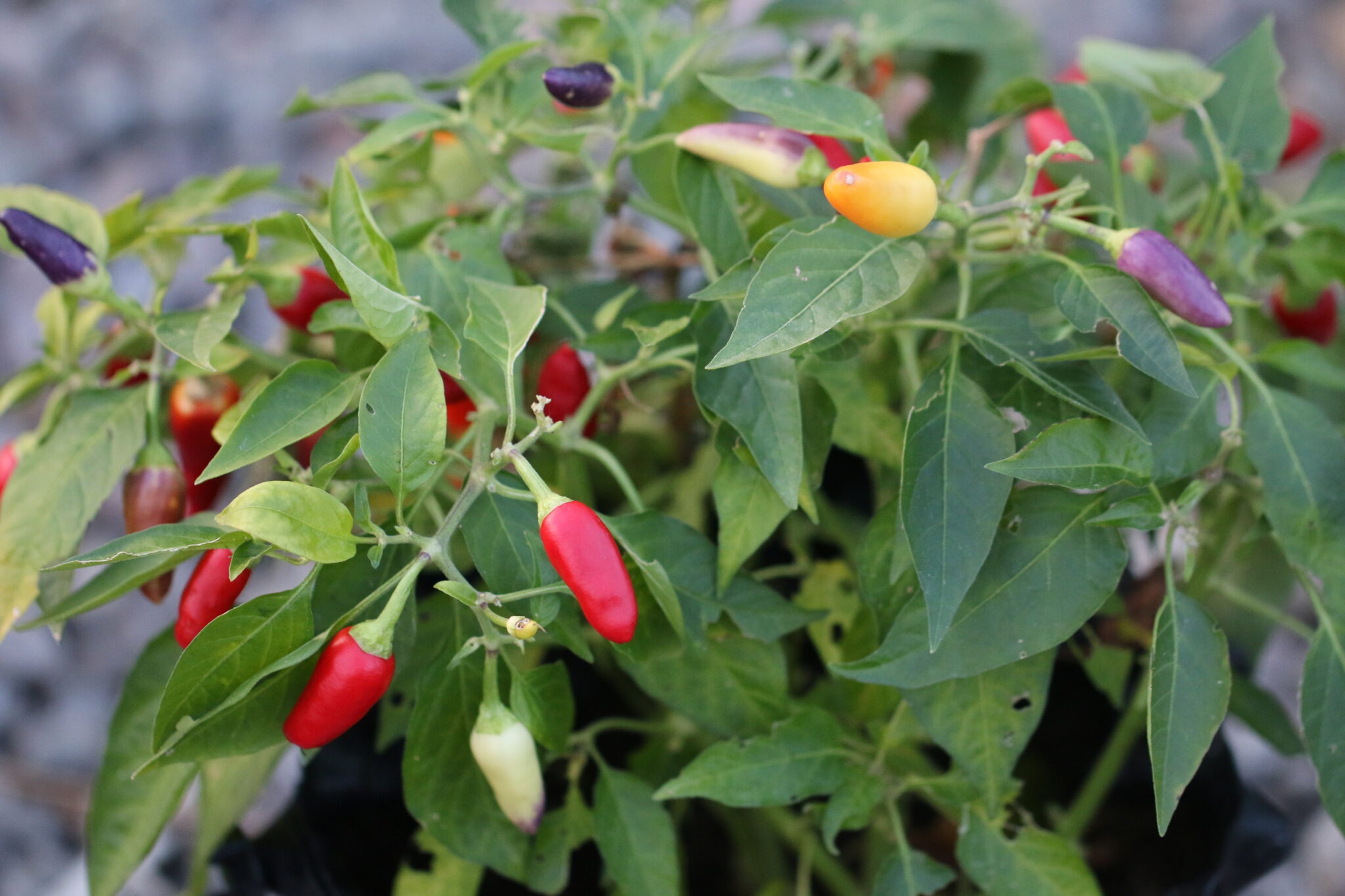 Numex twilight - Svenskodlade chilifrön från Svenska Frön