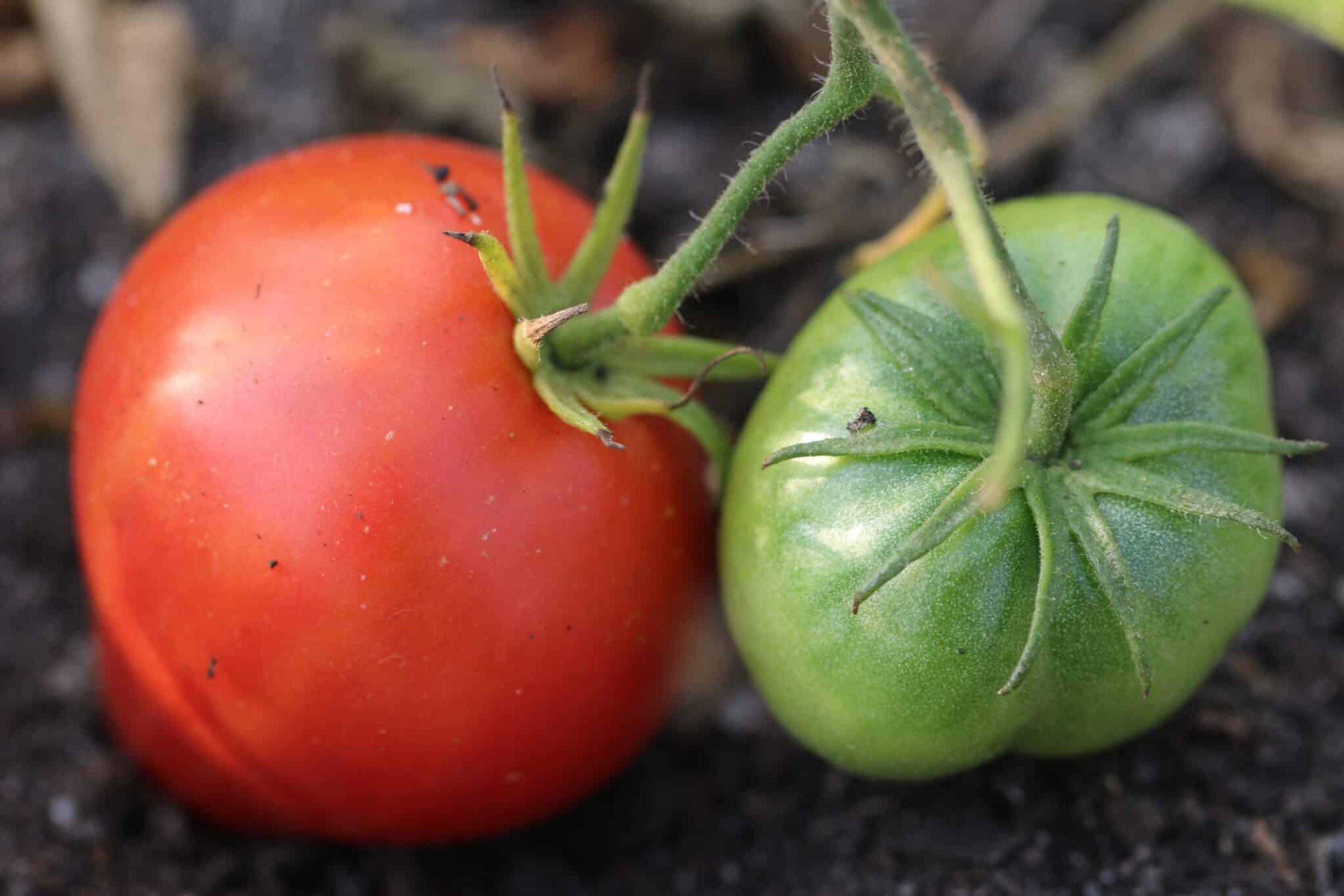 Herodes - Svenskodlade tomatfrön från Svenska Frön