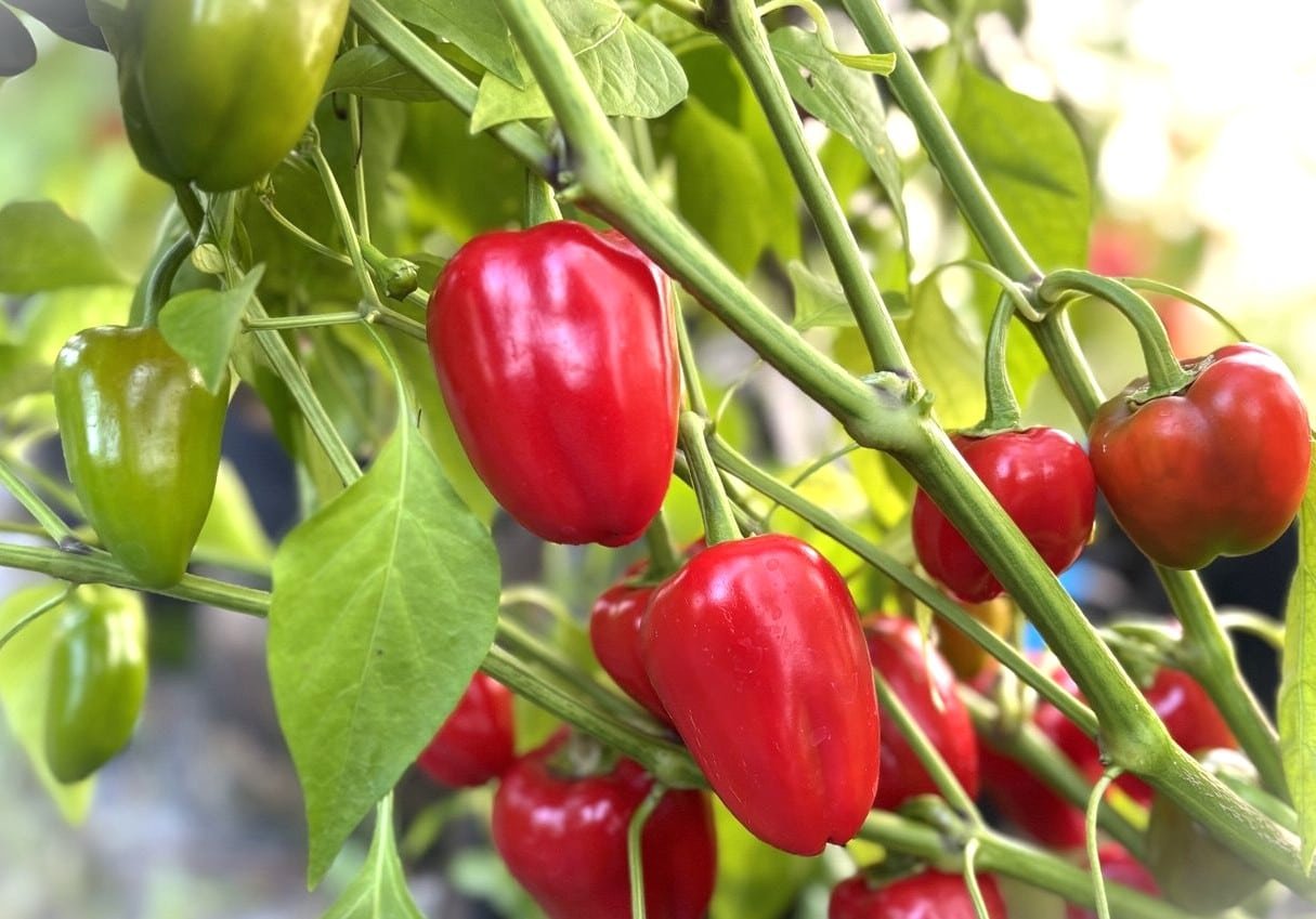 Köp Yala & Rela - Chilifrön online hos Svenska Frön Yala & Rela - Svenskodlade chilifrön från Svenska Frön