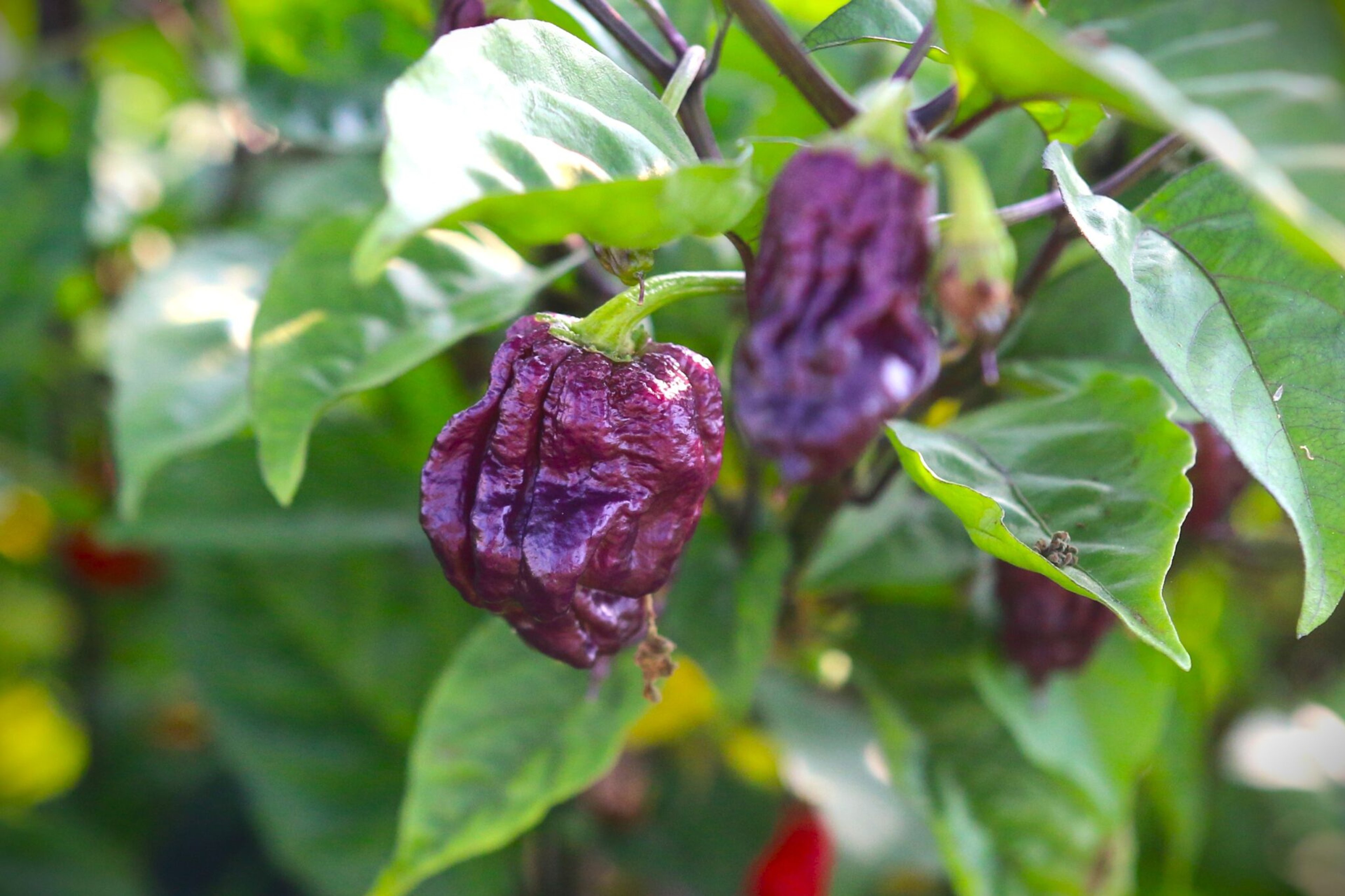 Purple Death - Svenskodlade chilifrön från Svenska Frön