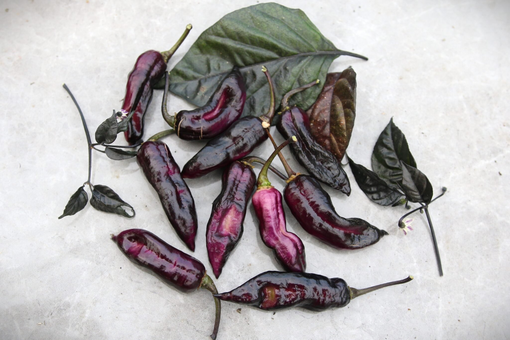 Köp Black Hole Horizon - Chilifrön online hos Svenska Frön Black Hole Horizon - Svenskodlade chilifrön från Svenska Frön